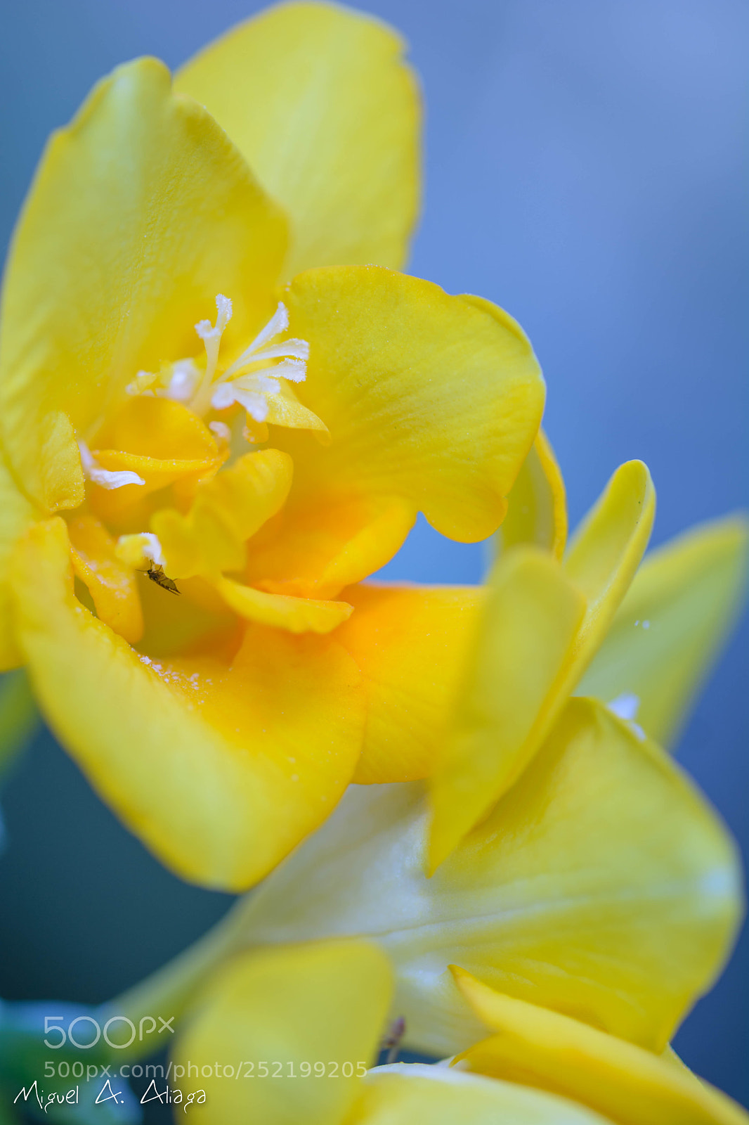 Nikon D7100 sample photo. Intrusa photography