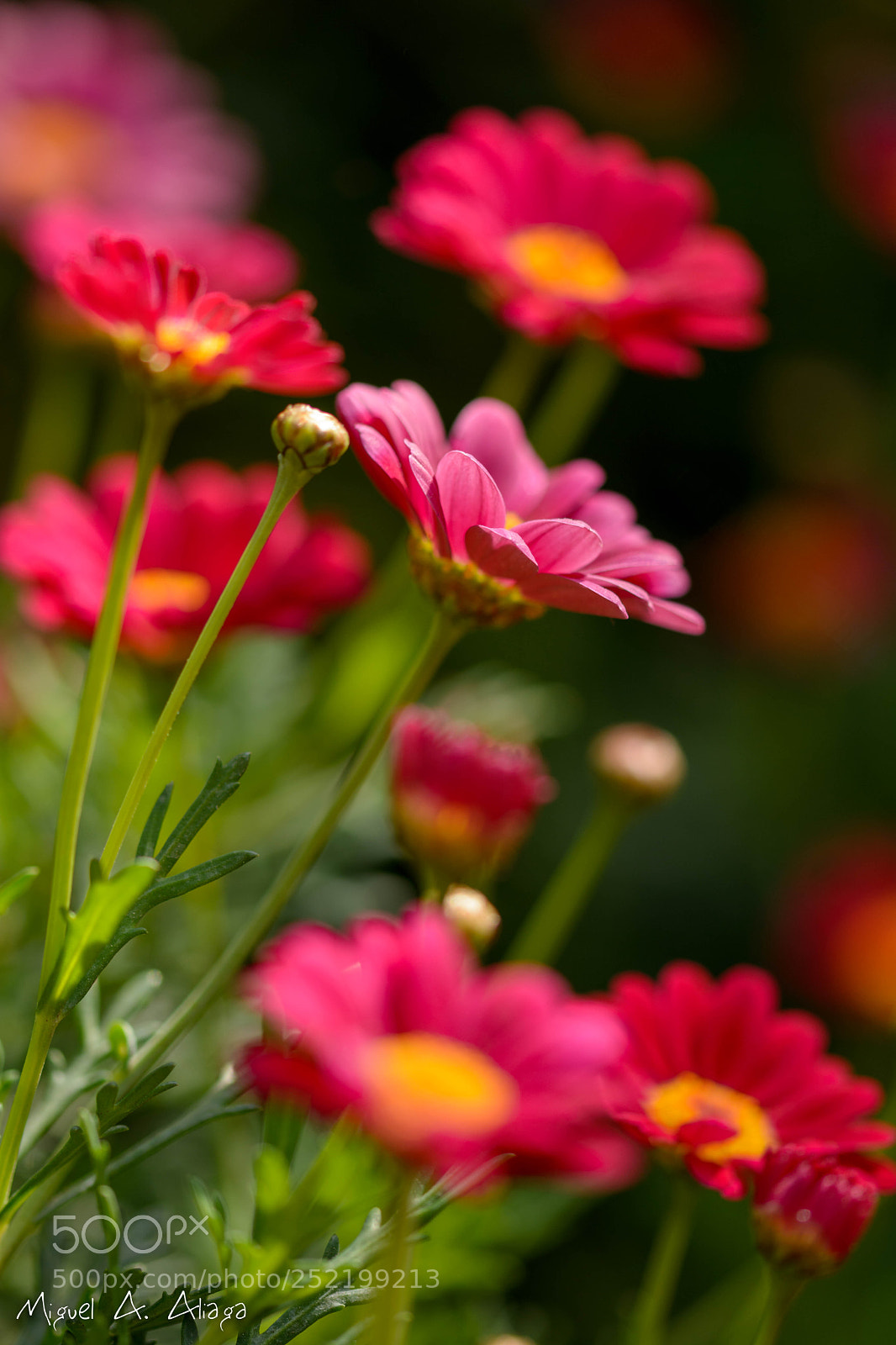 Nikon D7100 sample photo. Margarita photography