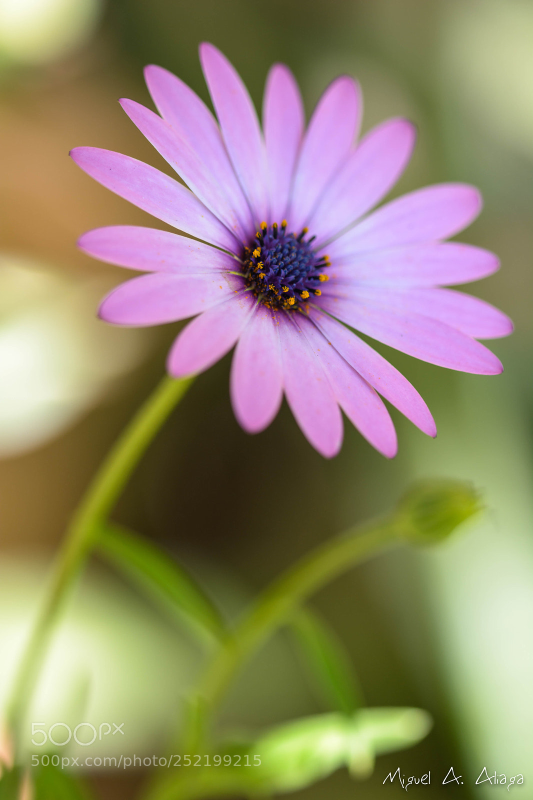 Nikon D7100 sample photo. Margarita photography