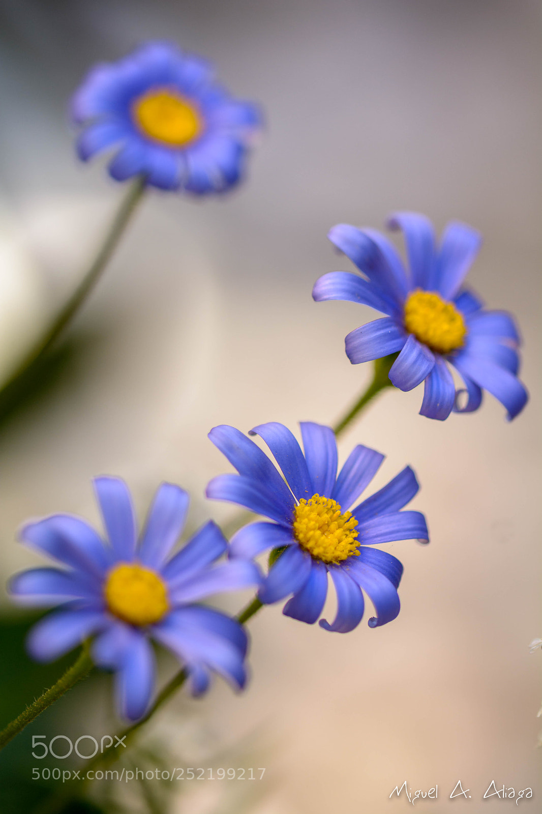 Nikon D7100 sample photo. Violeta photography