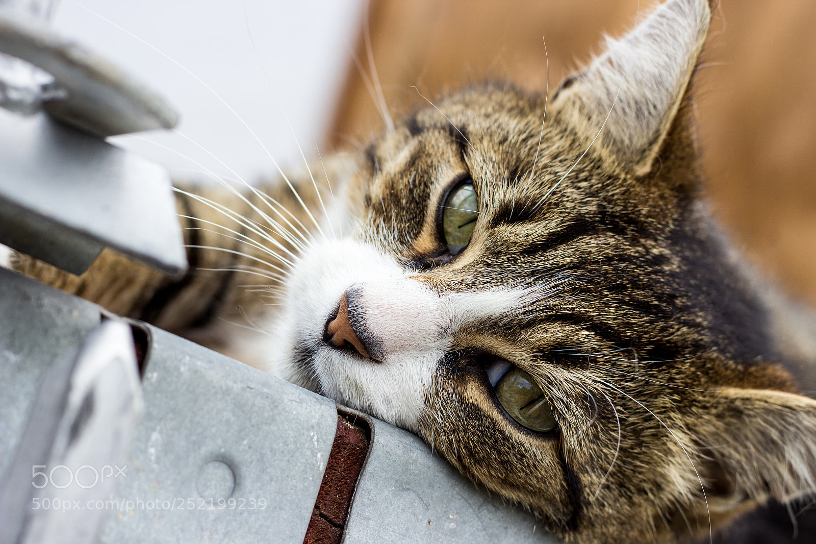 Canon EOS 600D (Rebel EOS T3i / EOS Kiss X5) sample photo. Cat under construction photography