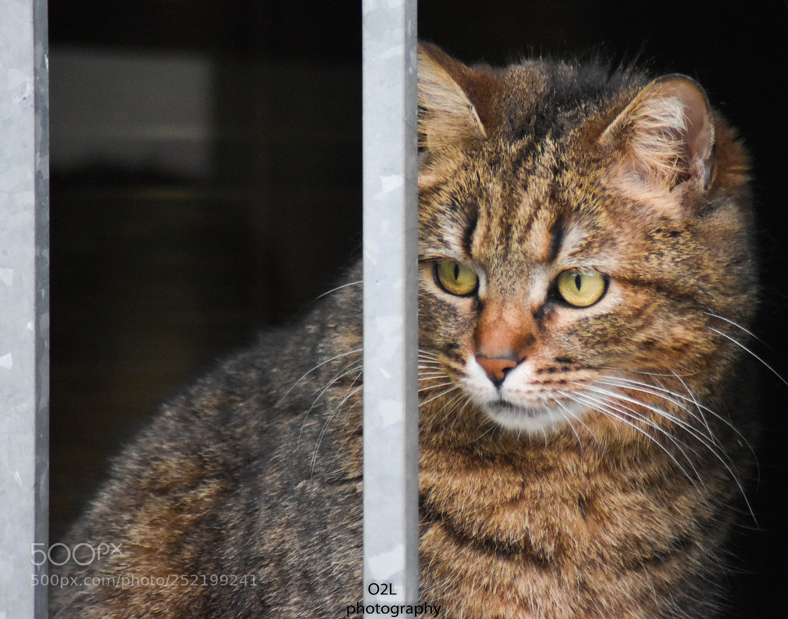 Nikon D5500 sample photo. Untitled photography