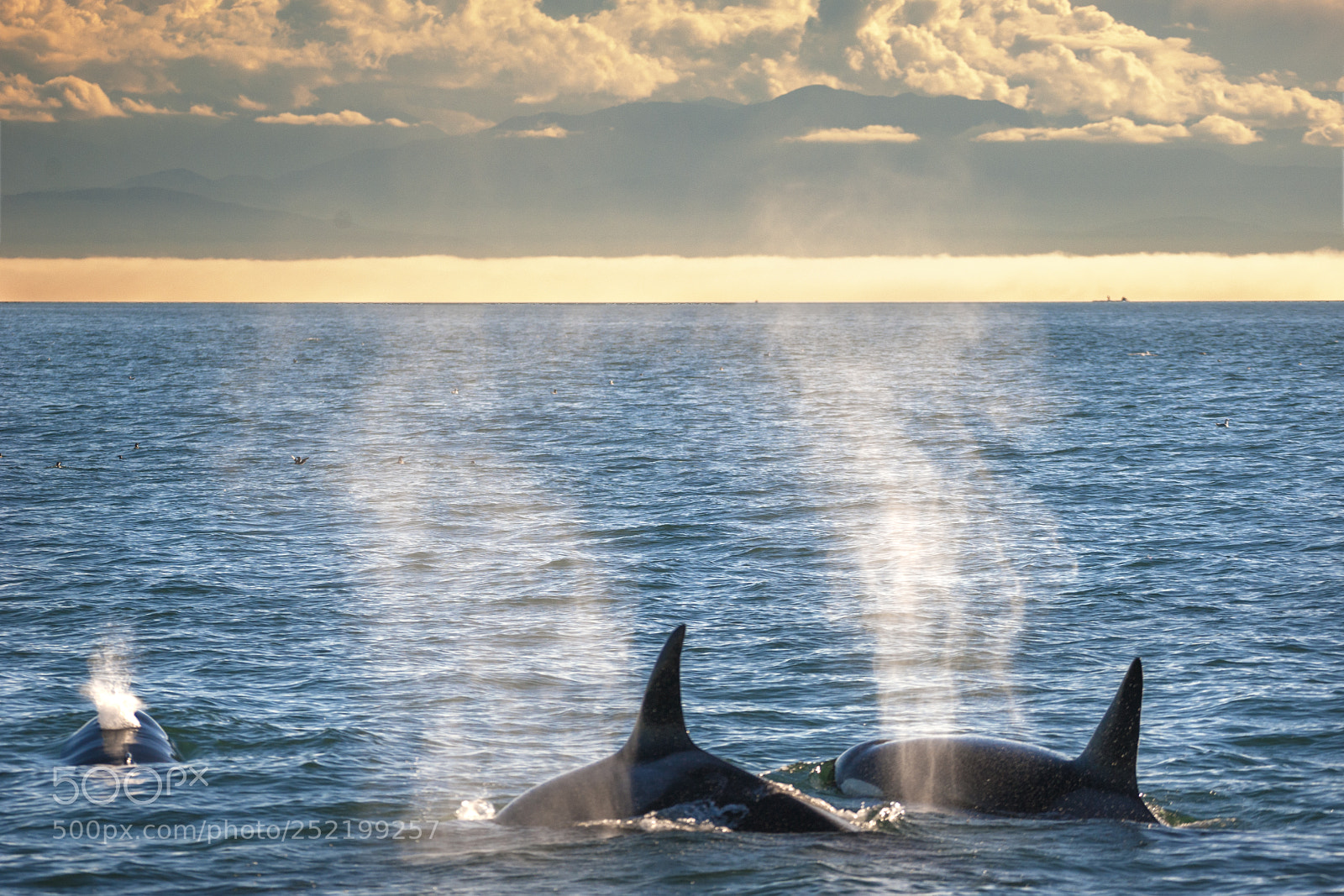 Nikon D700 sample photo. Killer whales orcas photography