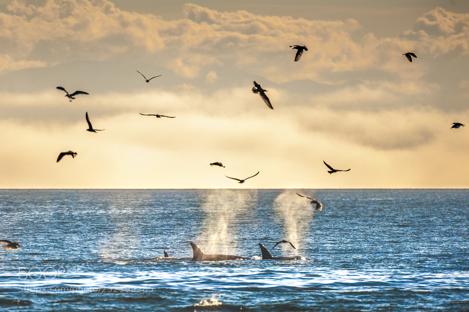 Nikon D700 sample photo. Killer whales orcas photography