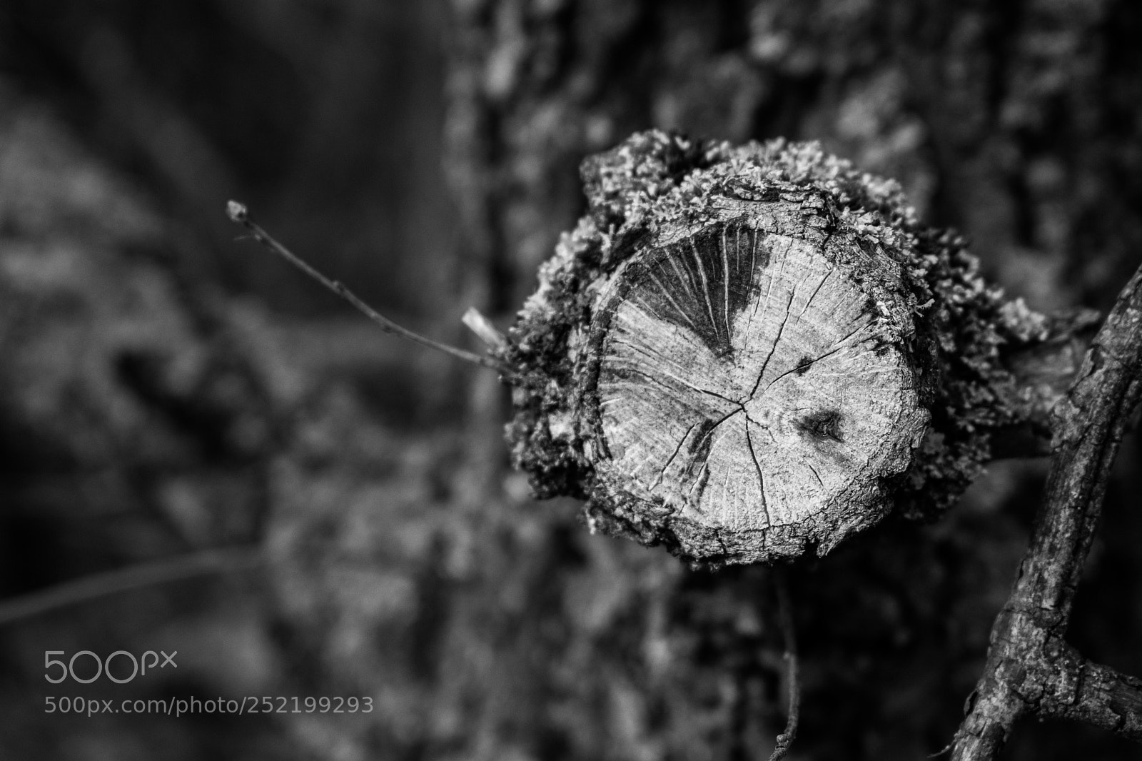 Nikon D3400 sample photo. Wood photography