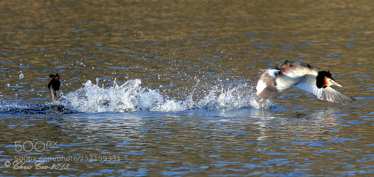 Canon EOS 7D Mark II sample photo. Was it something i photography