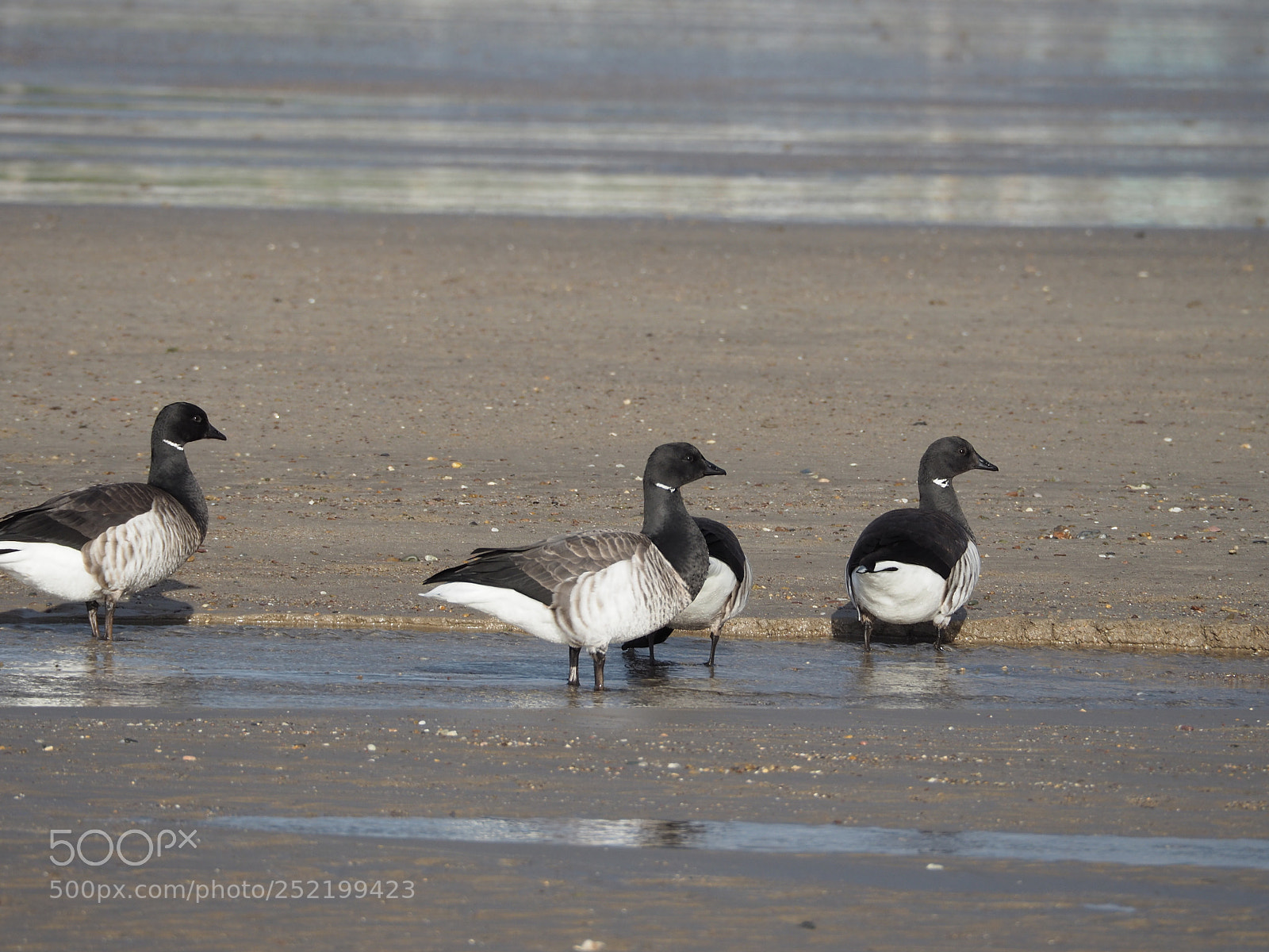 Olympus OM-D E-M5 II sample photo. Light-bellied brent geese at photography