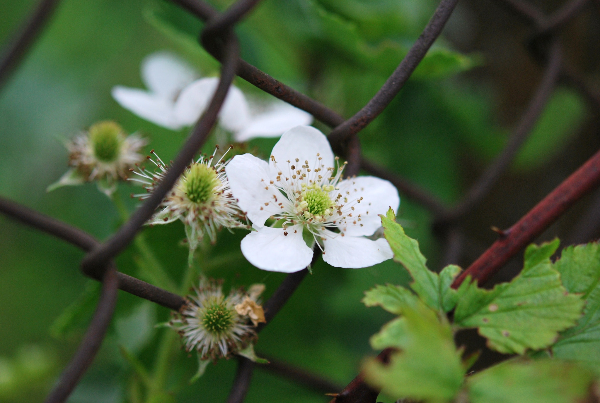 Nikon D60 + Nikon AF-S Micro-Nikkor 60mm F2.8G ED sample photo. Fefd orig photography