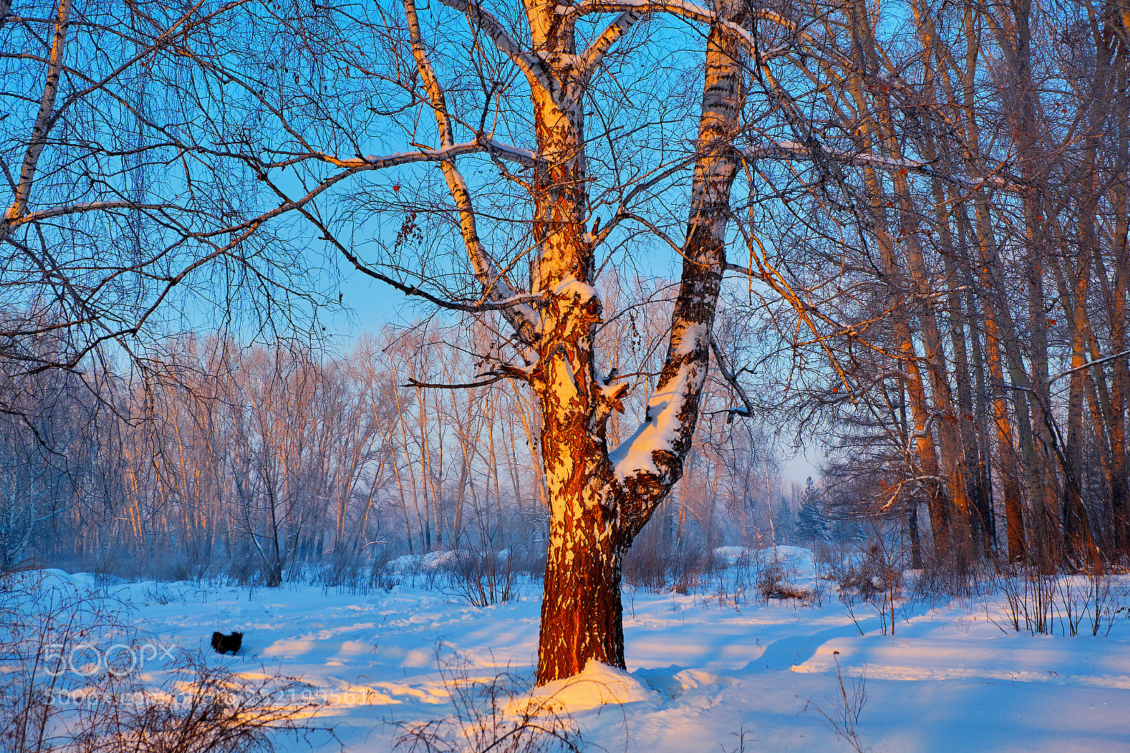 Fujifilm X-M1 sample photo. Sunset in a winter photography