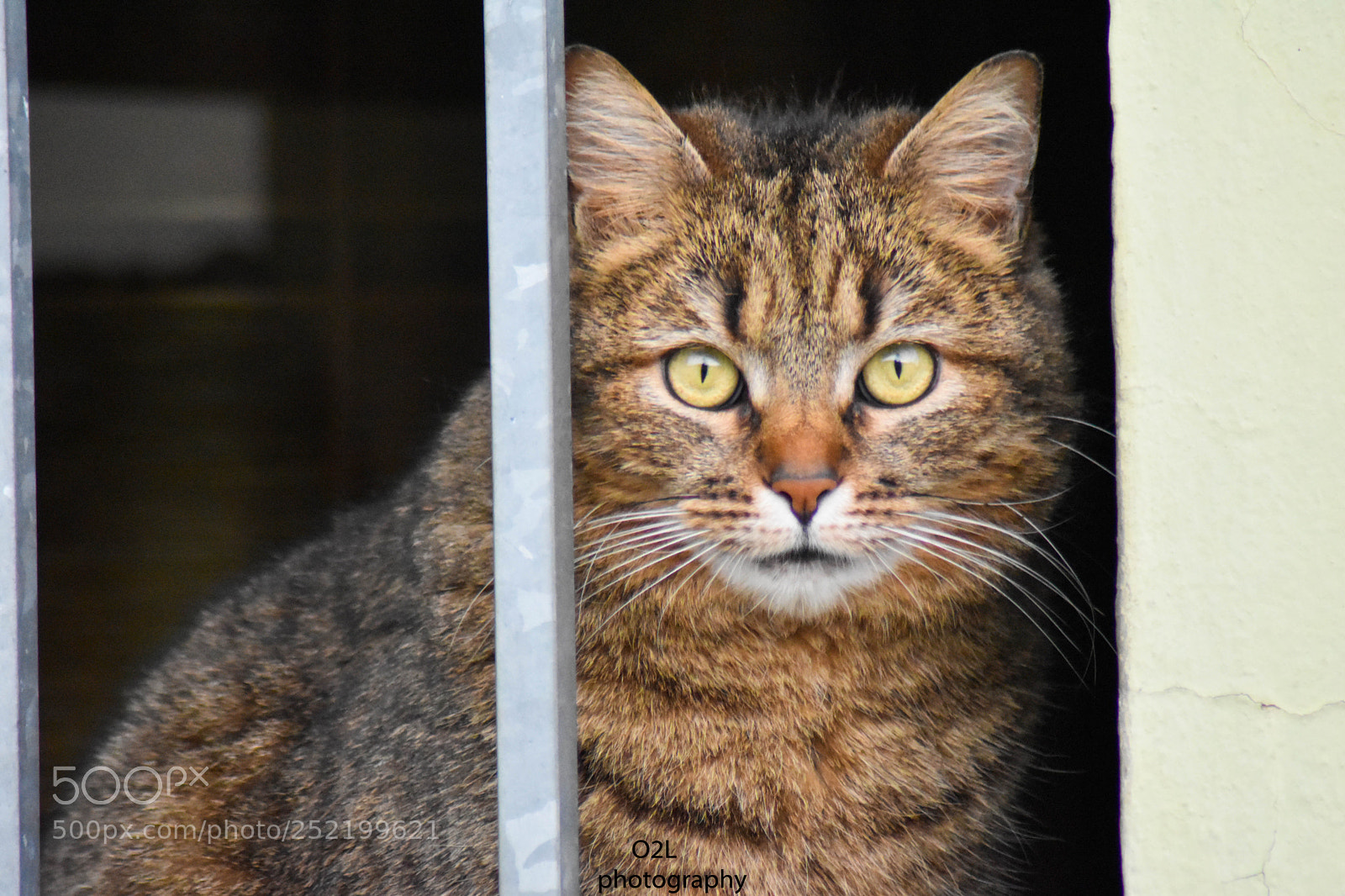 Nikon D5500 sample photo. Untitled photography
