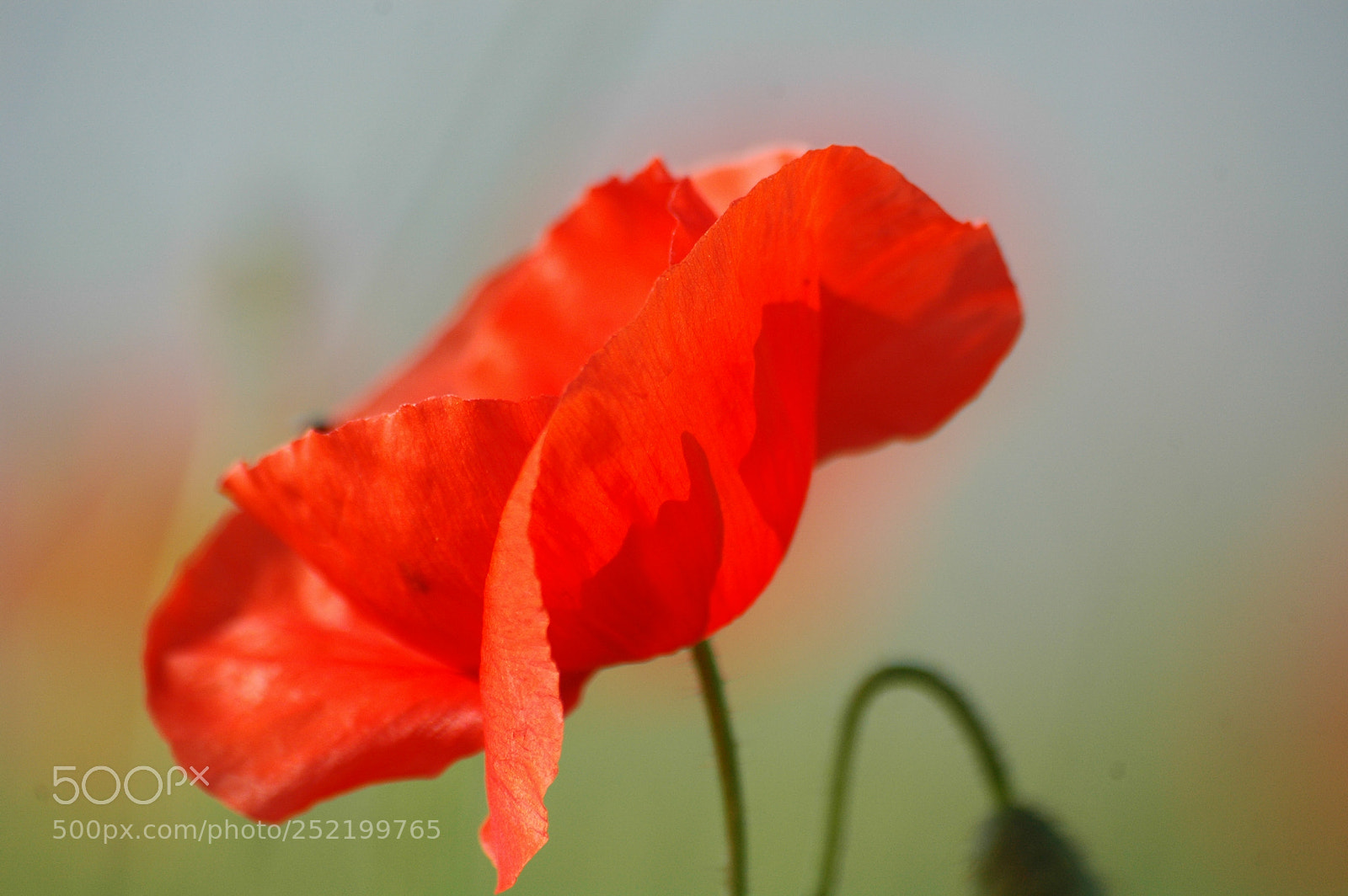 Nikon D70 sample photo. Somme photography