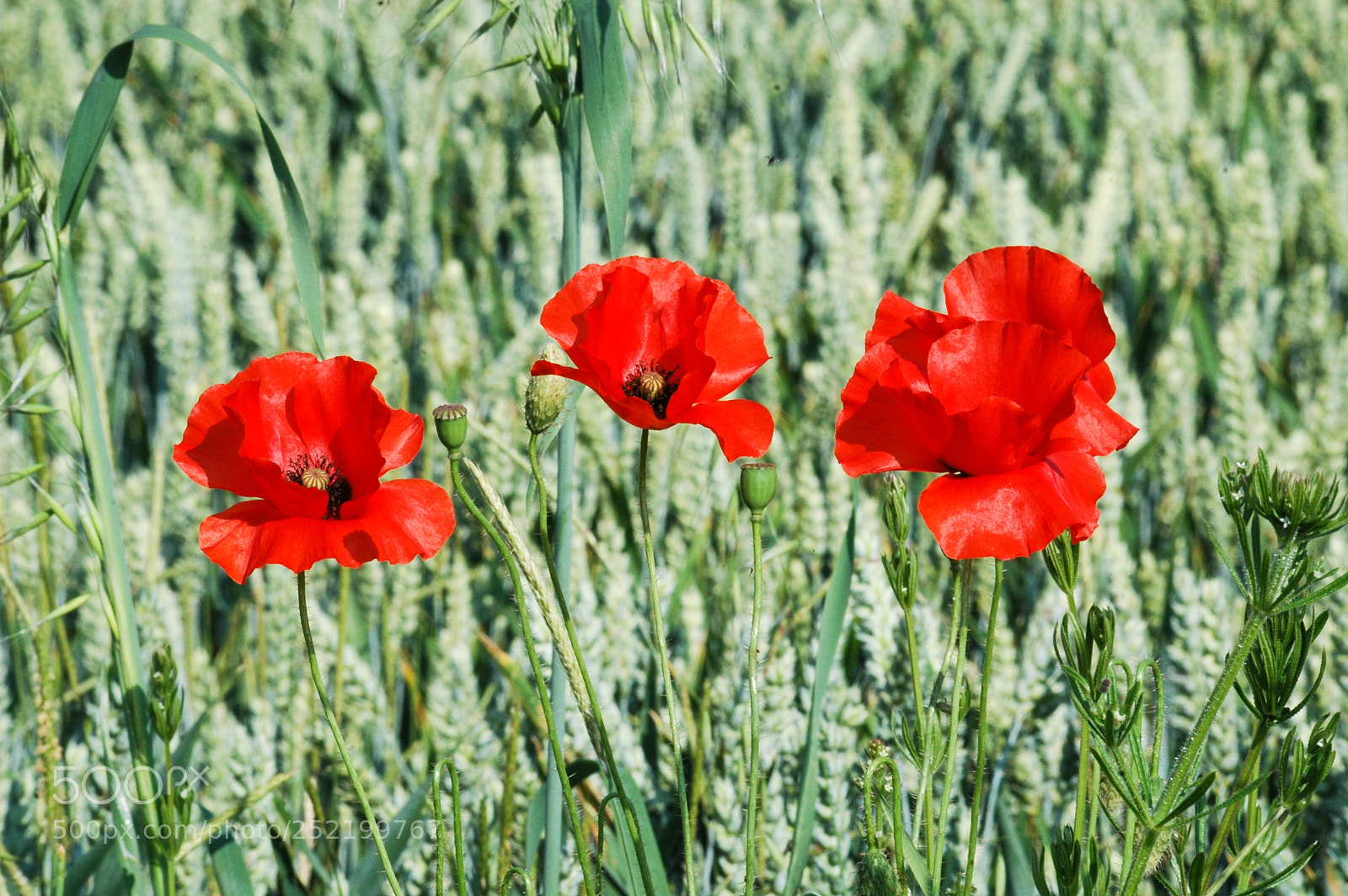 Nikon D70 sample photo. Somme photography