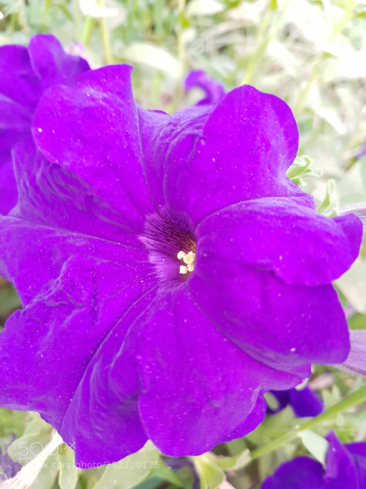Samsung Galaxy S7 sample photo. Violet :) photography