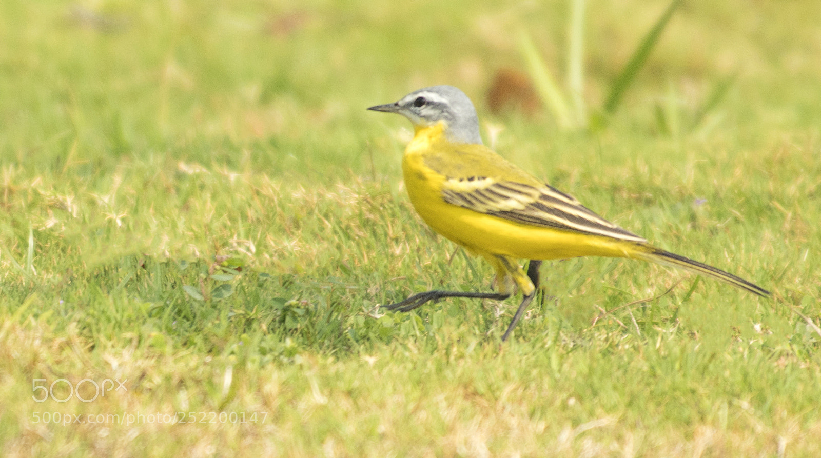 Canon EOS 80D sample photo. Yellow wagtail photography