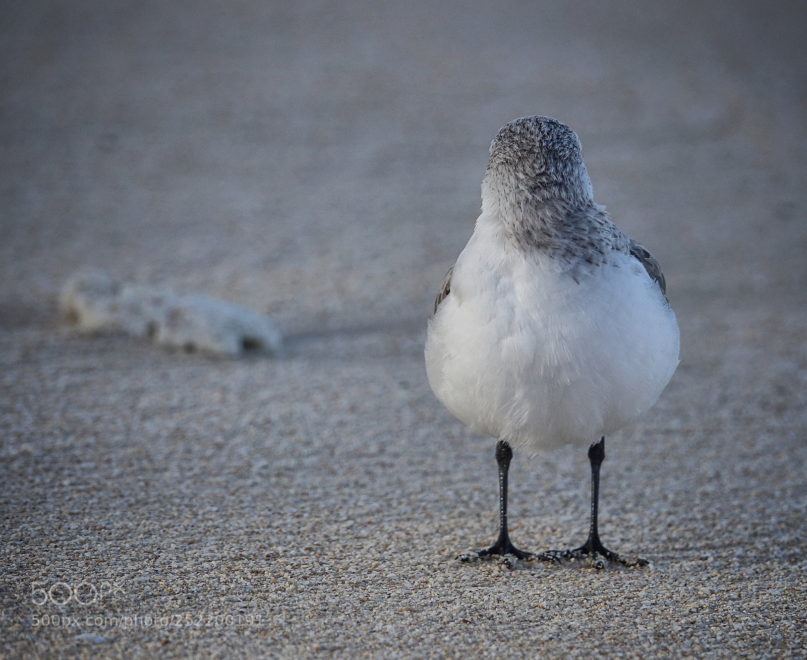 Sony Cyber-shot DSC-RX10 III sample photo. Just a bird photography