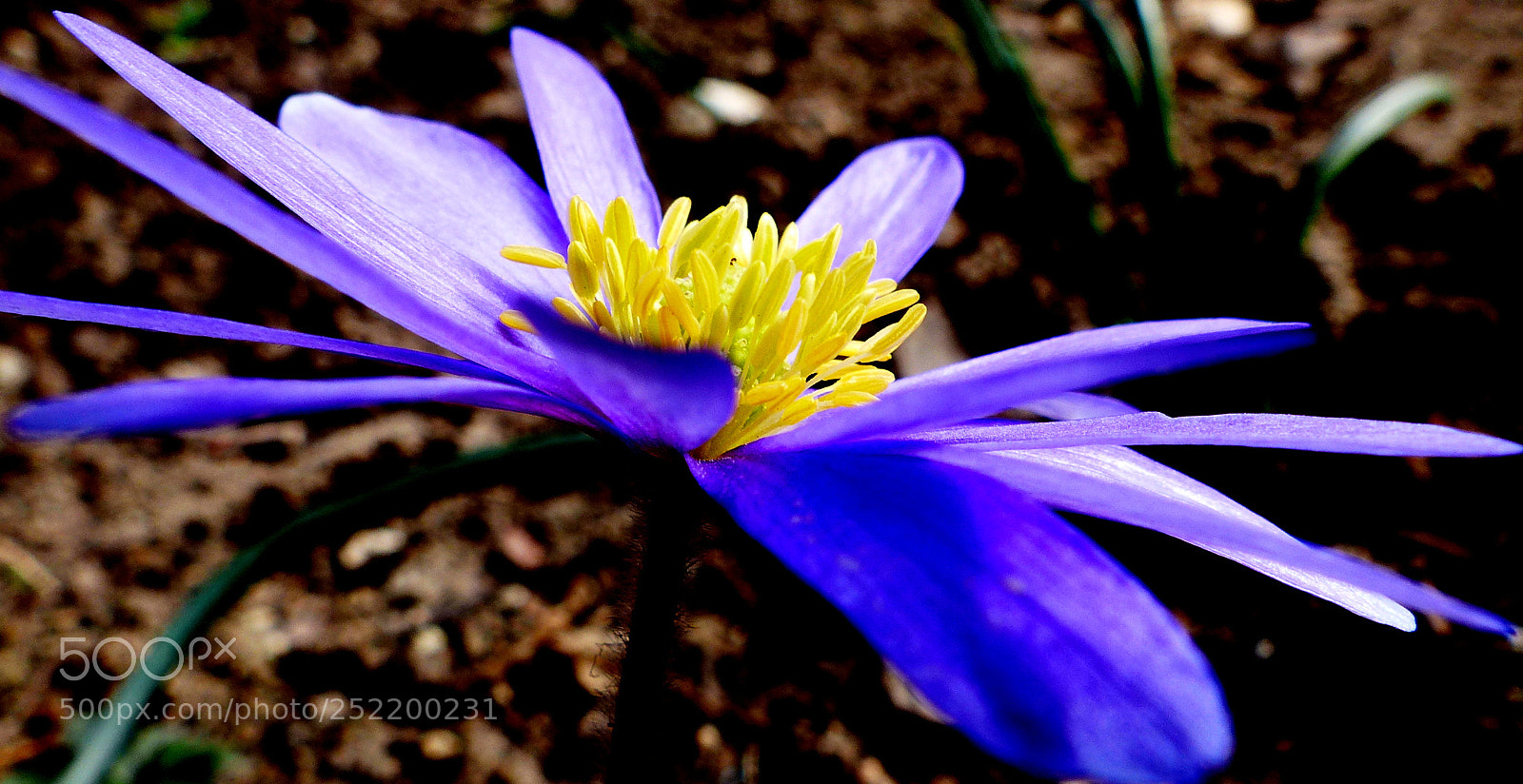 Panasonic Lumix DMC-FZ200 sample photo. Blue flower. photography