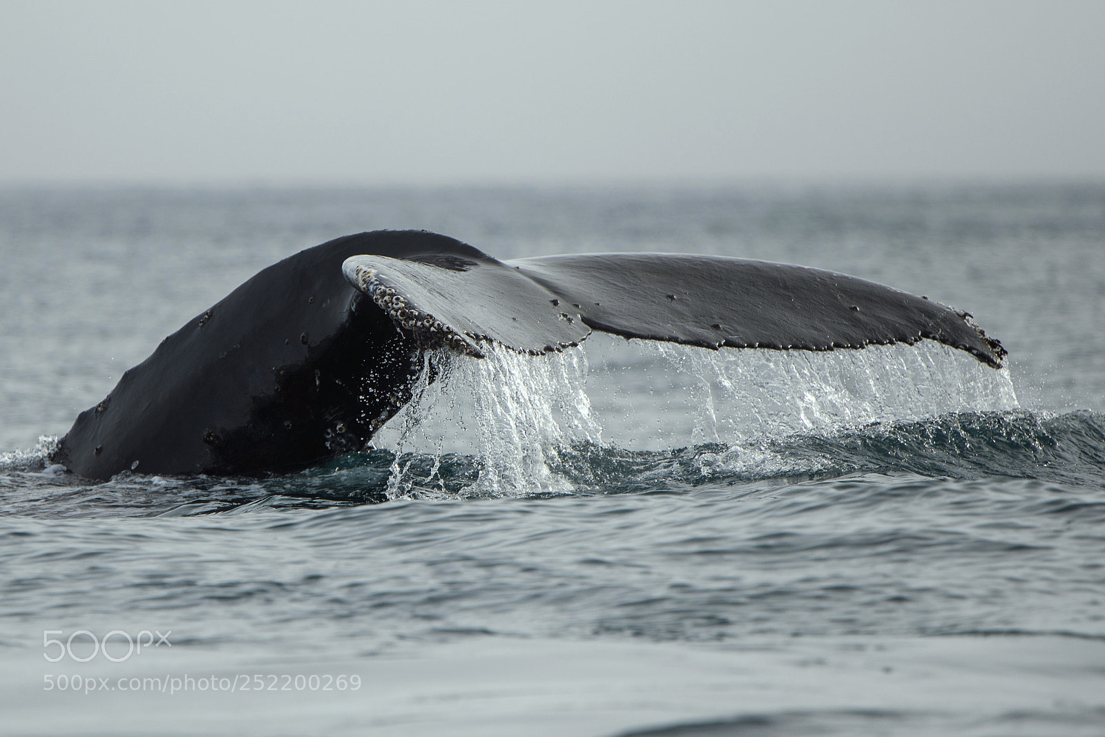 Canon EOS-1D X Mark II sample photo. A whale´s tale photography