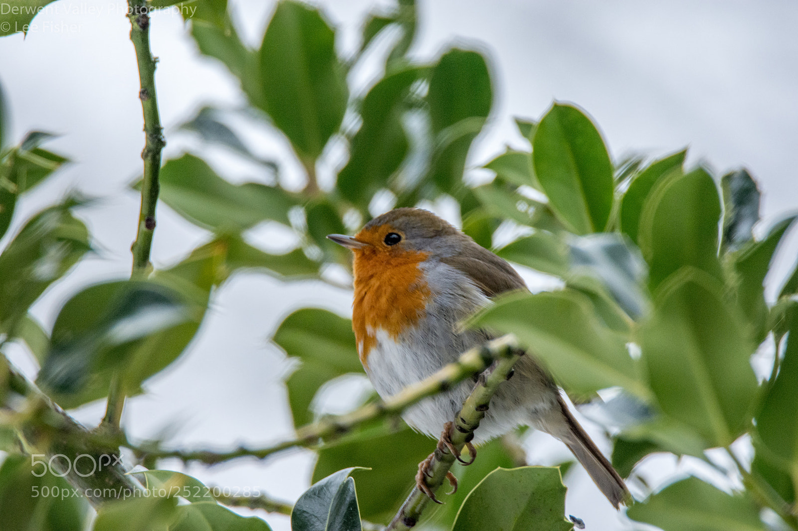 Nikon D7200 sample photo. Very content robin photography