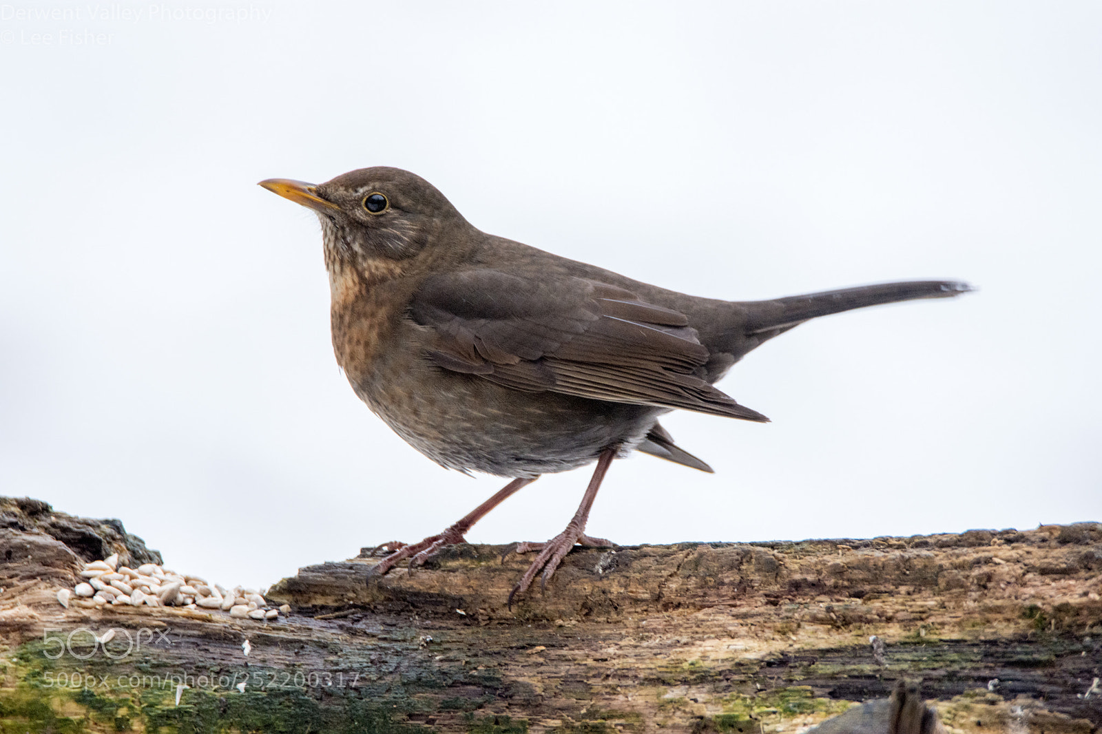 Nikon D7200 sample photo. Female blackbird photography