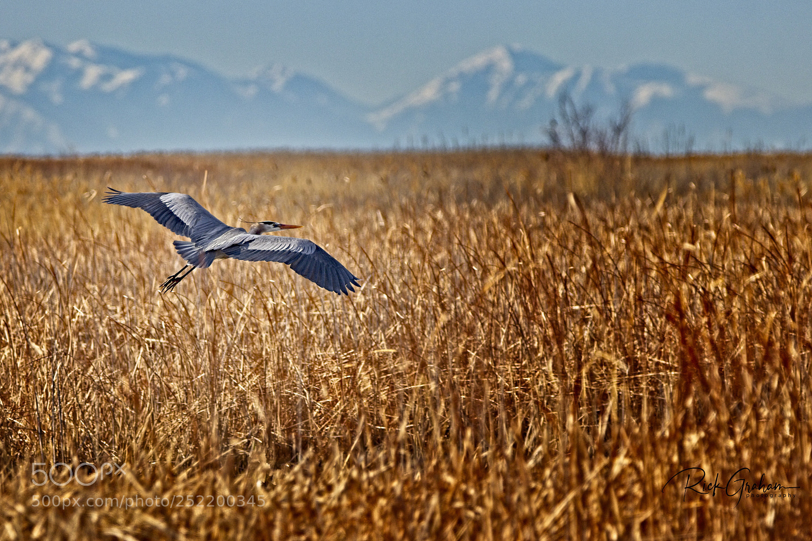 Canon EOS 80D sample photo. Great blue heron in photography