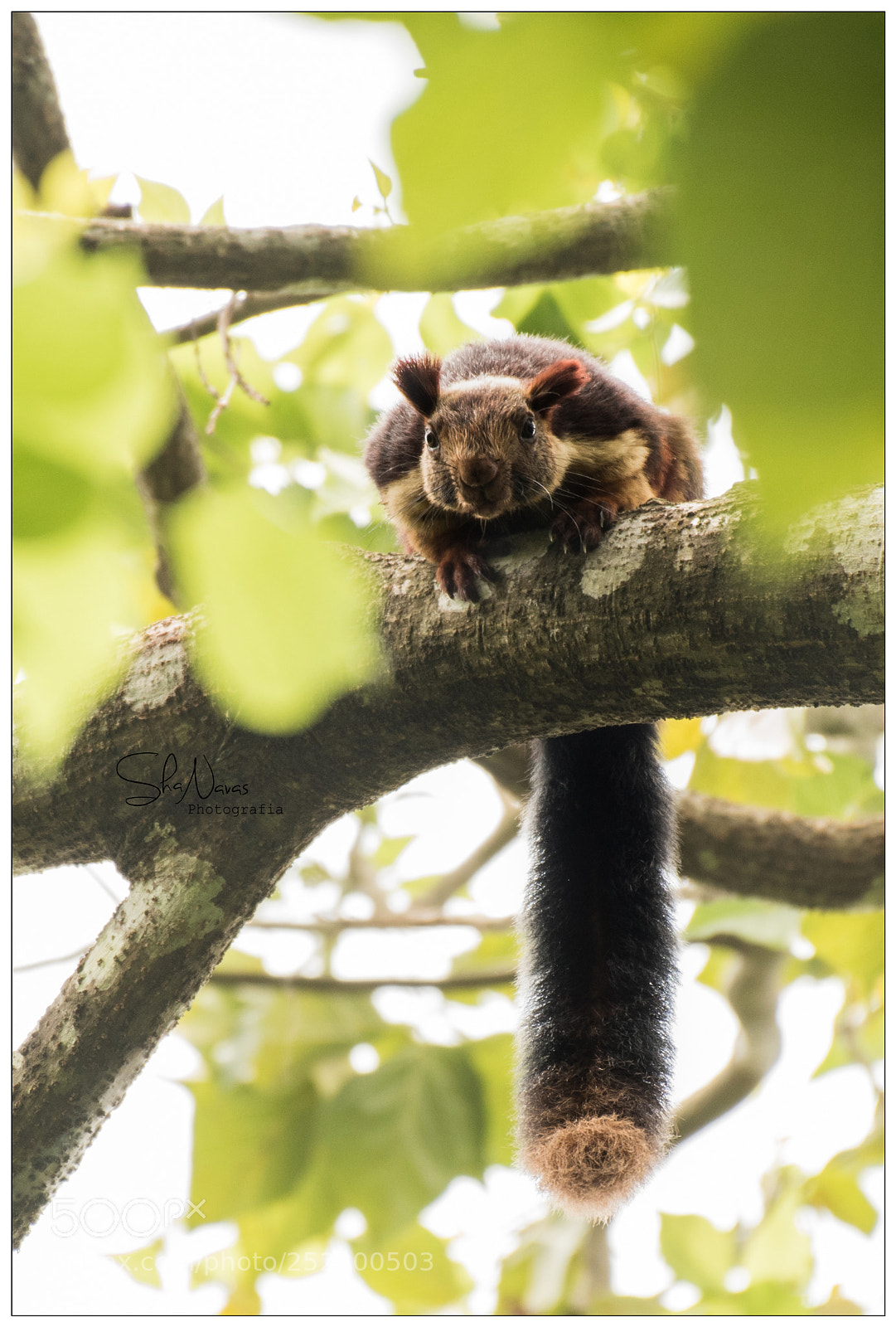 Nikon D810 sample photo. Giant squirrel photography
