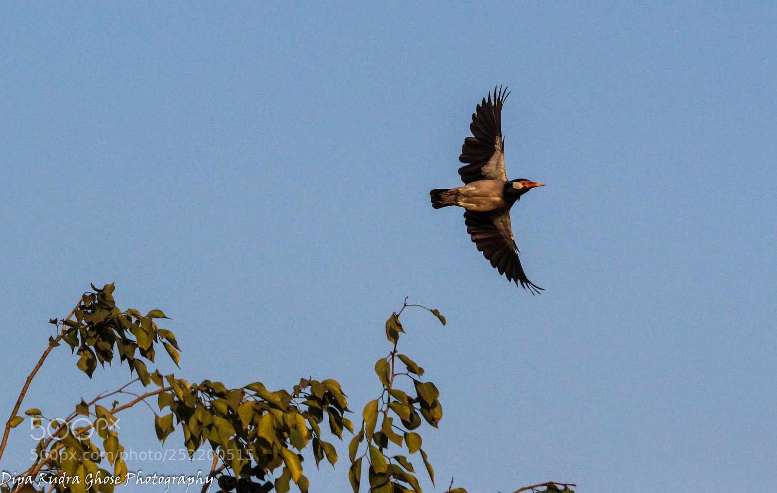 Canon EOS 700D (EOS Rebel T5i / EOS Kiss X7i) sample photo. Flying photography