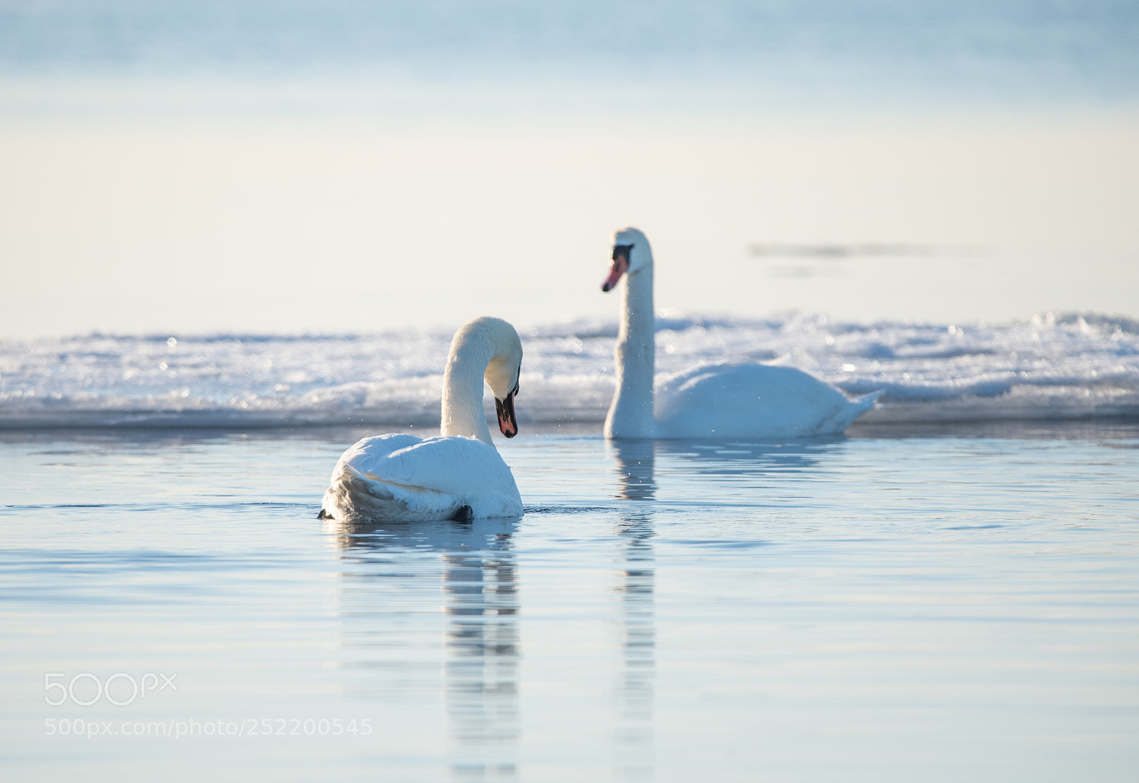 Nikon D750 sample photo. The swans photography