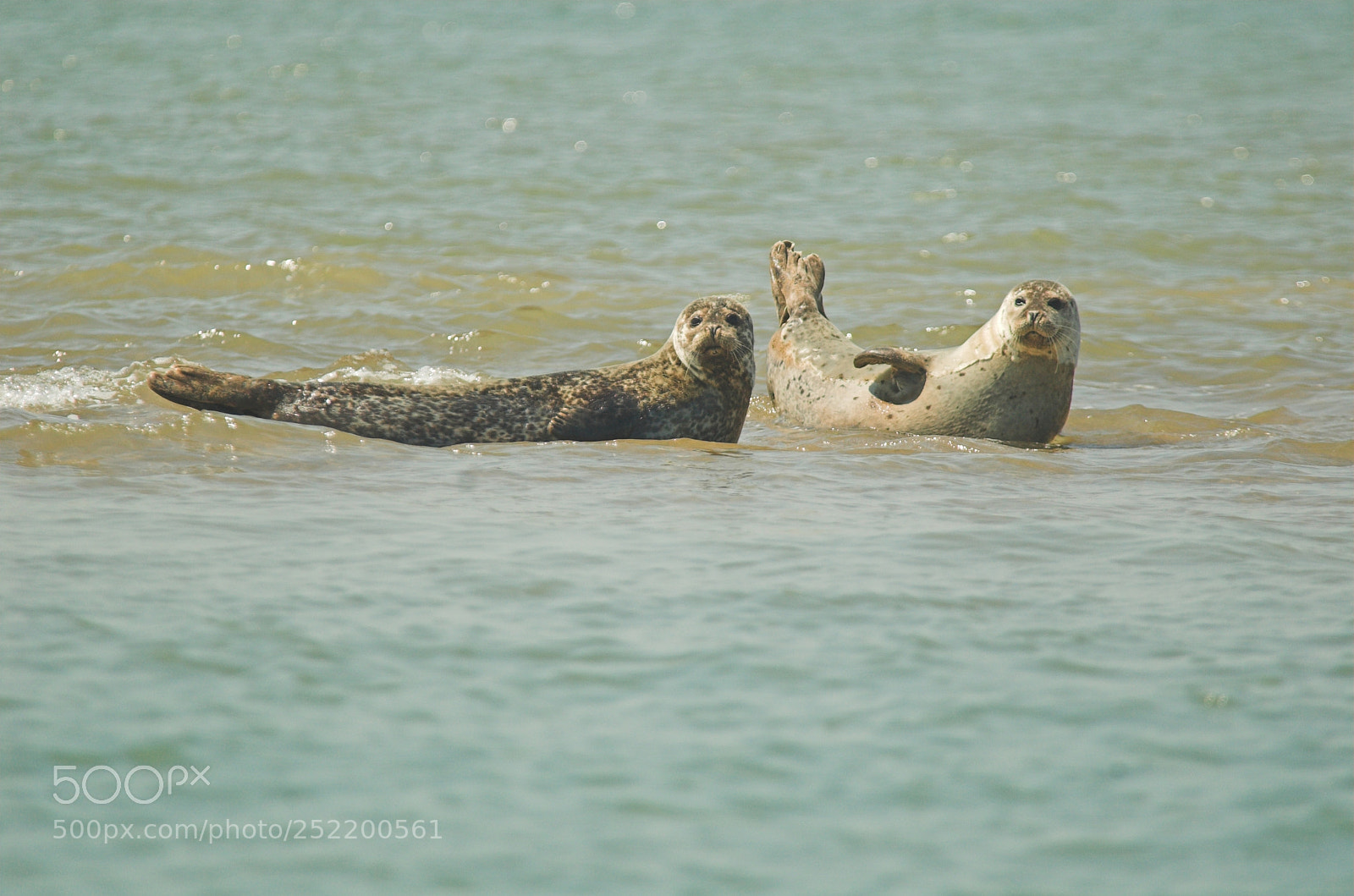Nikon D70 sample photo. Seal banks b photography