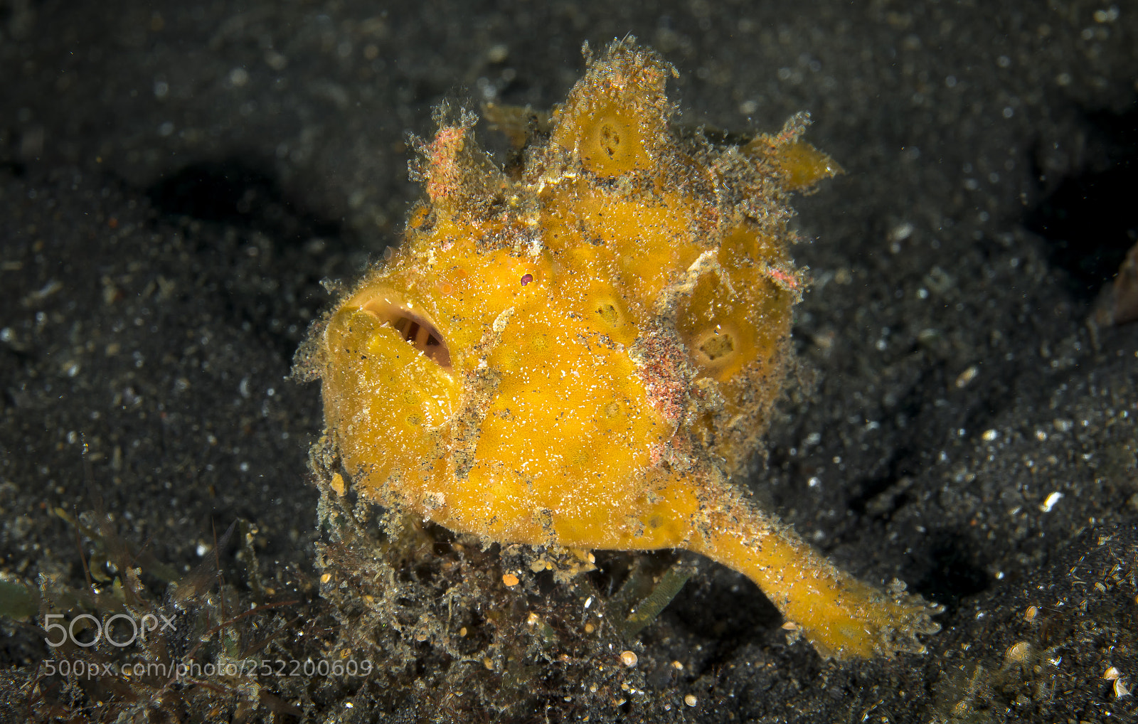 Canon EOS 5D Mark IV sample photo. Painted frogfish photography