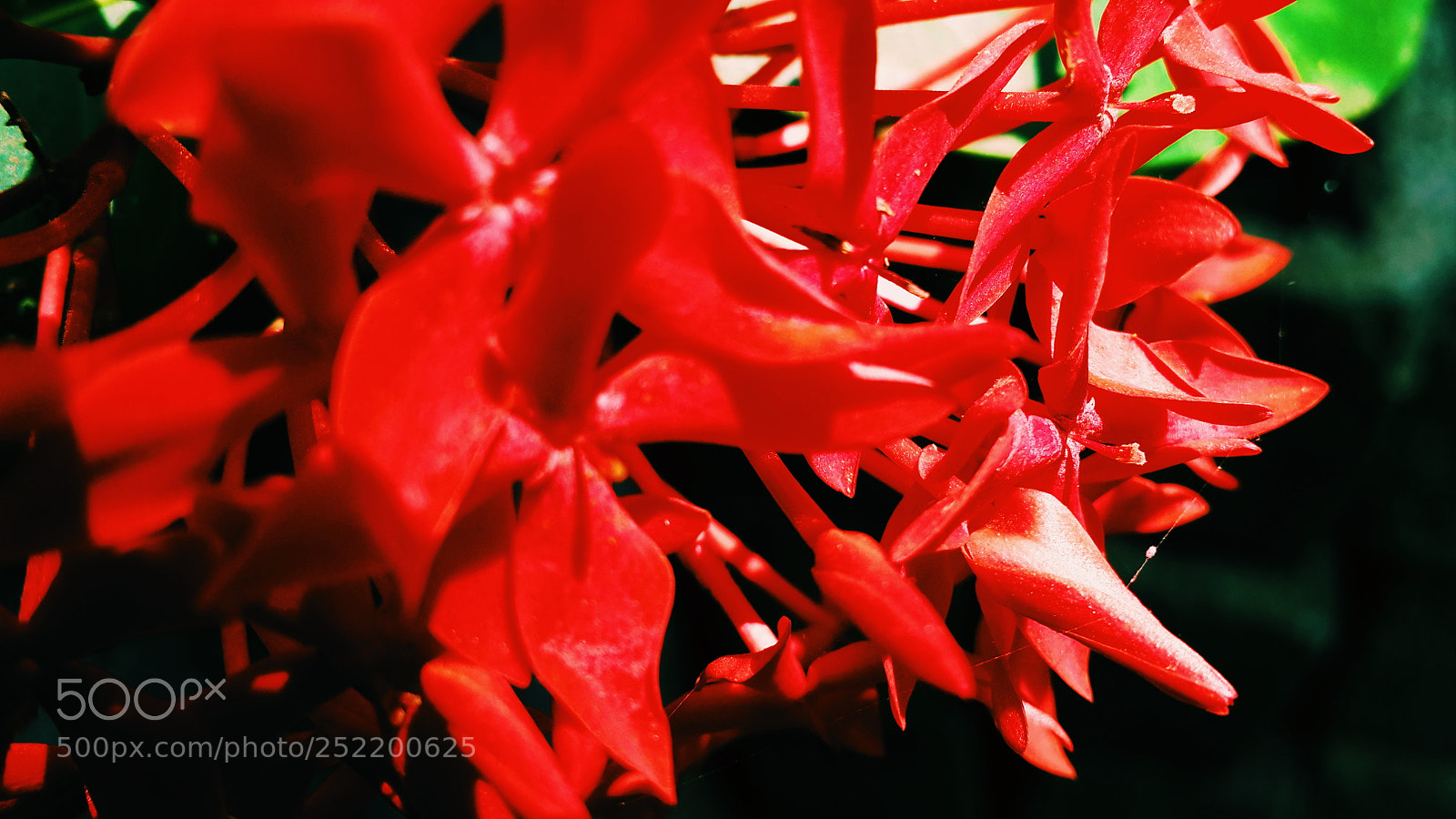 Samsung Galaxy S4 sample photo. Ixora coccinea photography