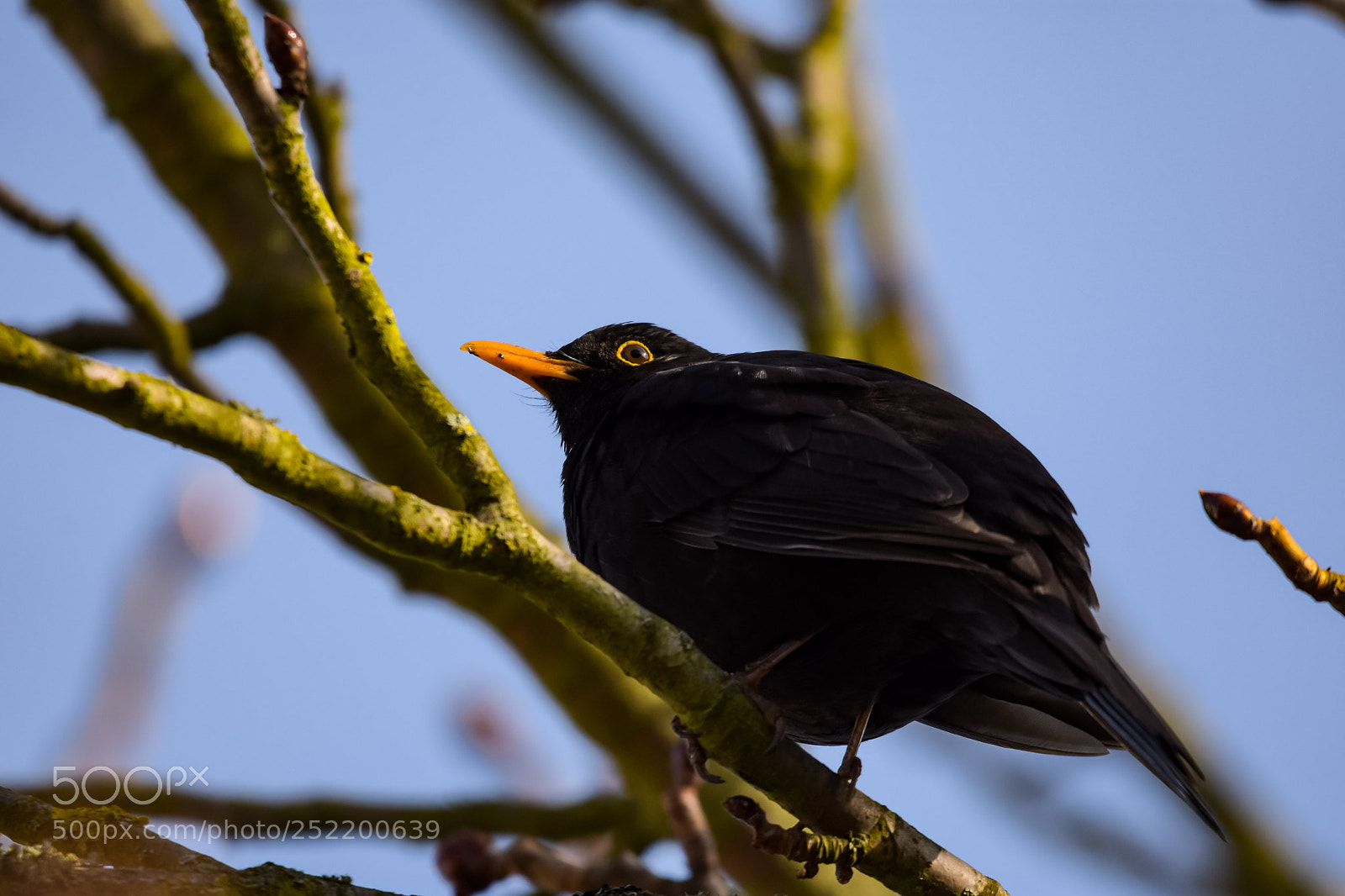 Nikon D7200 sample photo. 'common blackbird turdus merula photography