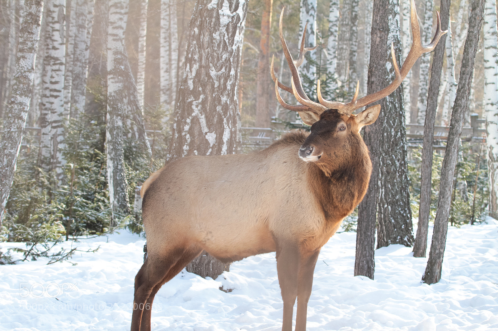 Canon EOS 7D sample photo. Deer photography