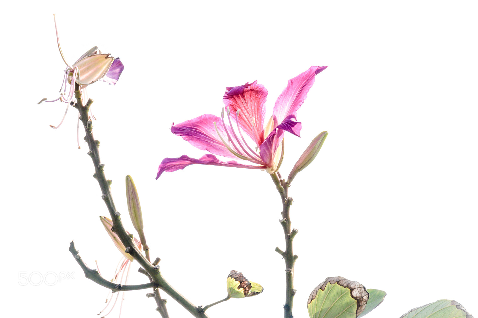 Nikon D500 sample photo. Orchid tree photography
