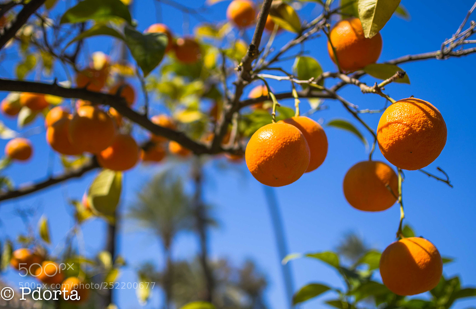 Pentax K-5 sample photo. Oranges in seville, spain photography