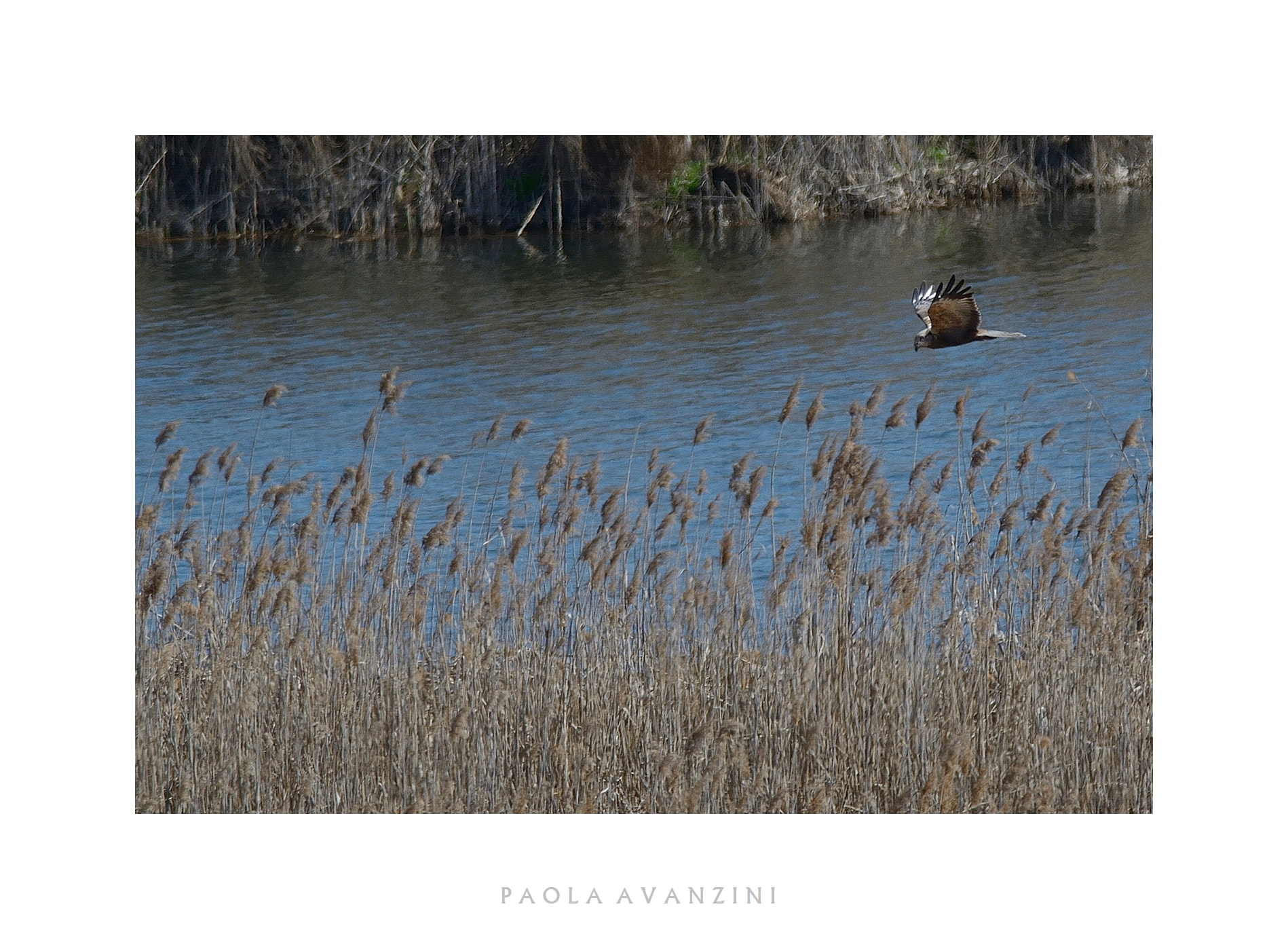 Nikon AF-S Nikkor 300mm F4D ED-IF sample photo. Hunting photography