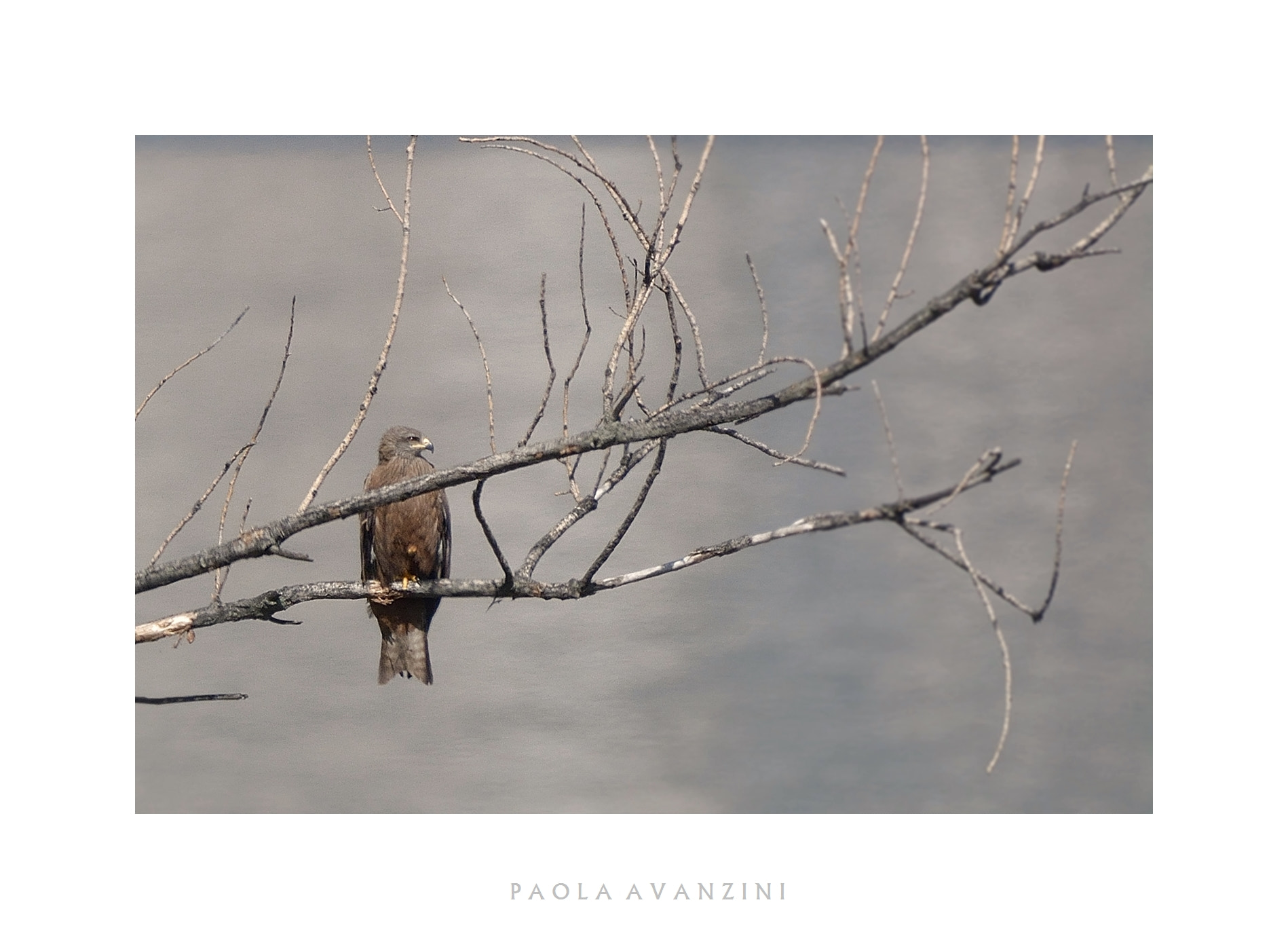 Nikon AF-S Nikkor 200-500mm F5.6E ED VR sample photo. Waiting photography