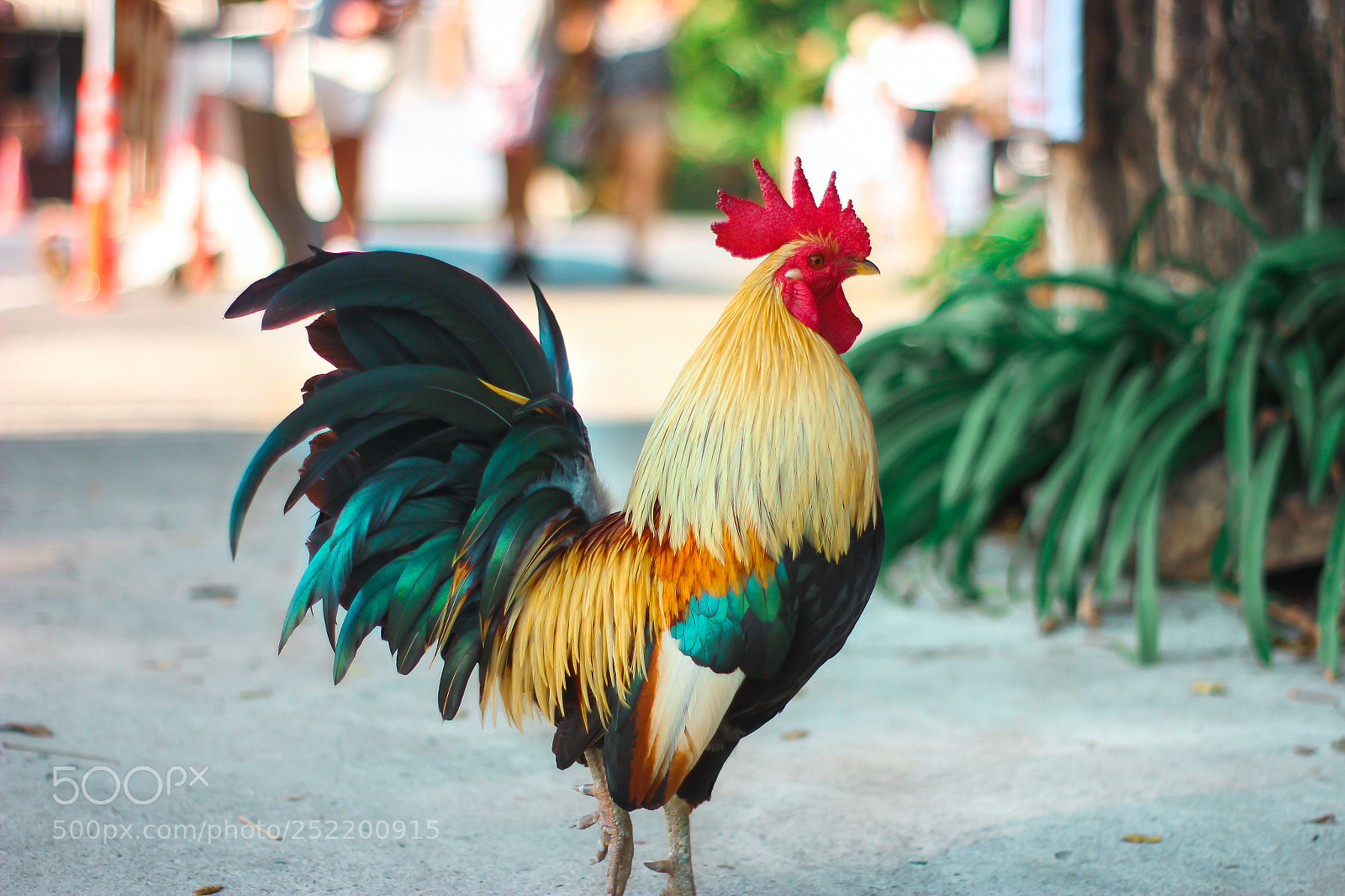 Canon EOS 600D (Rebel EOS T3i / EOS Kiss X5) sample photo. Beautiful thai rooster photography