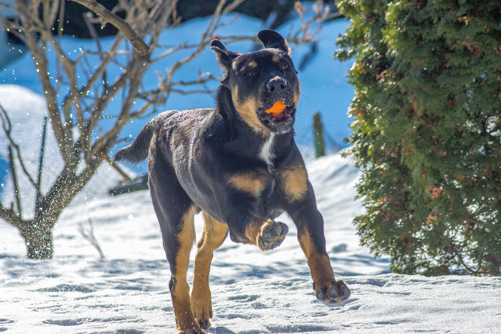 Nikon D7200 sample photo. On the run photography