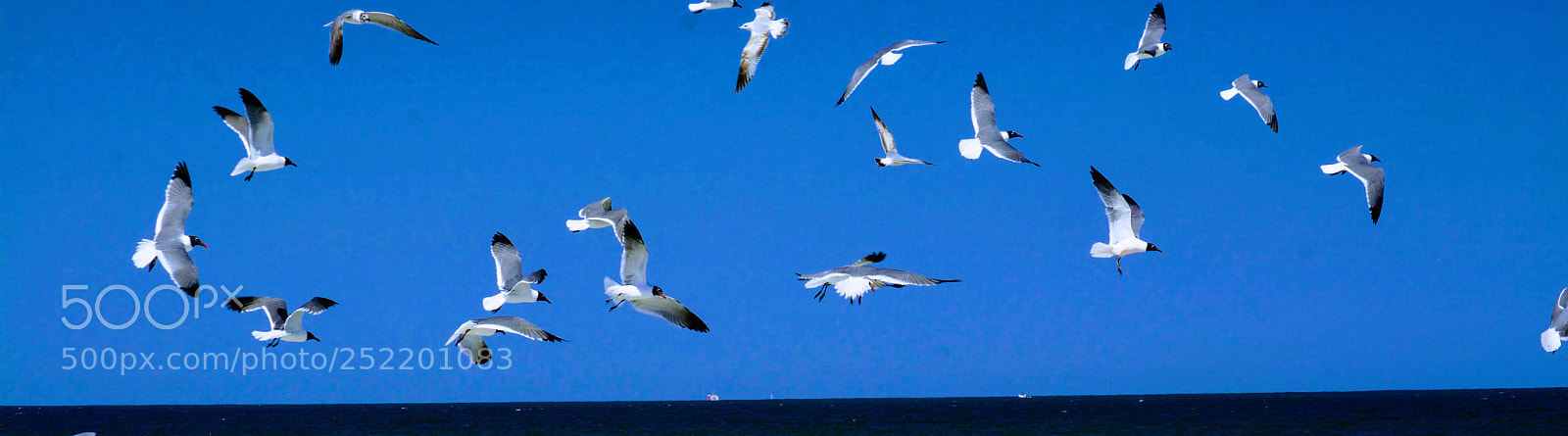 Nikon D7100 sample photo. Sea gulls in flight  photography