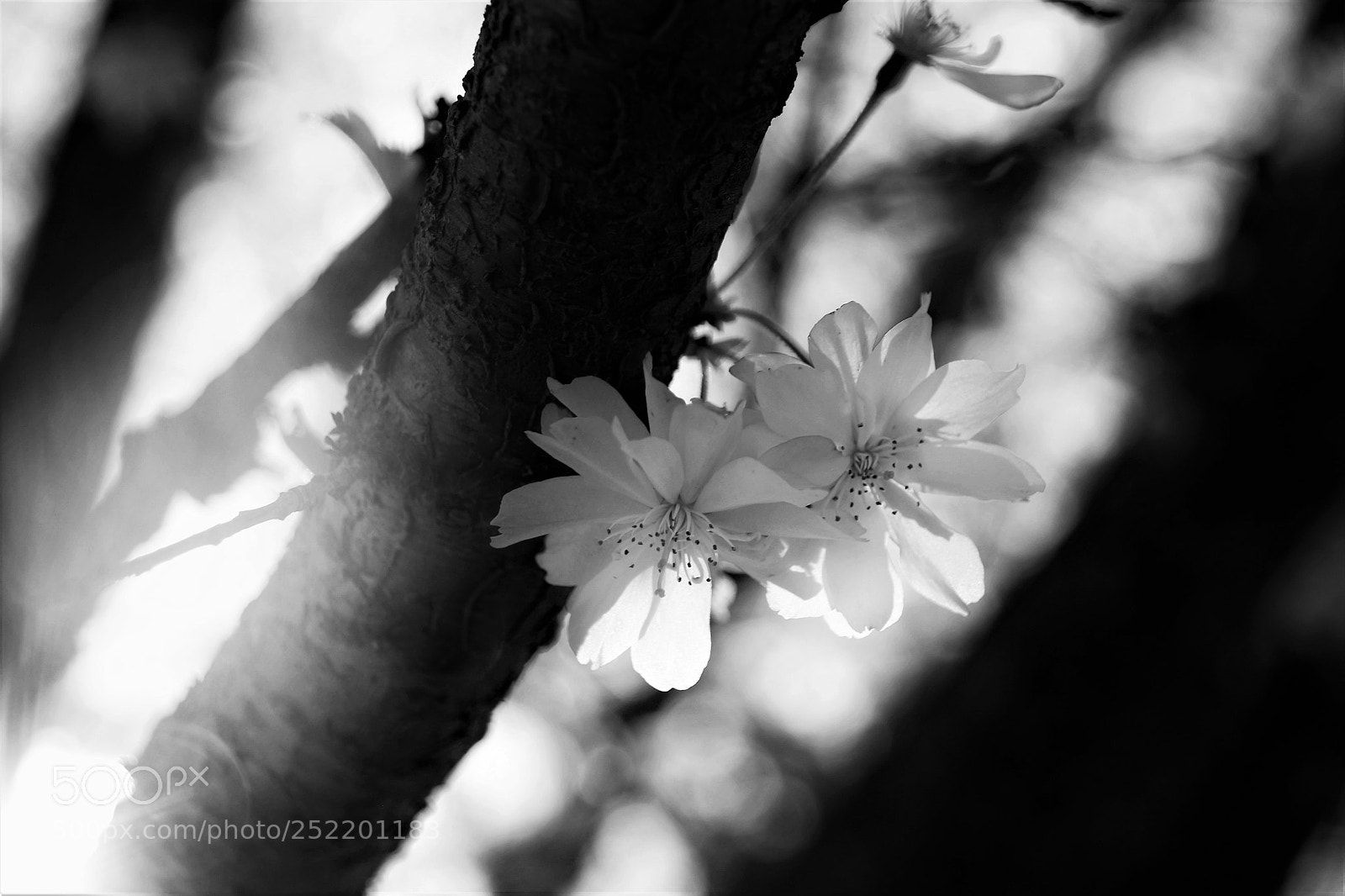 Canon EOS 100D (EOS Rebel SL1 / EOS Kiss X7) sample photo. (april......) photography