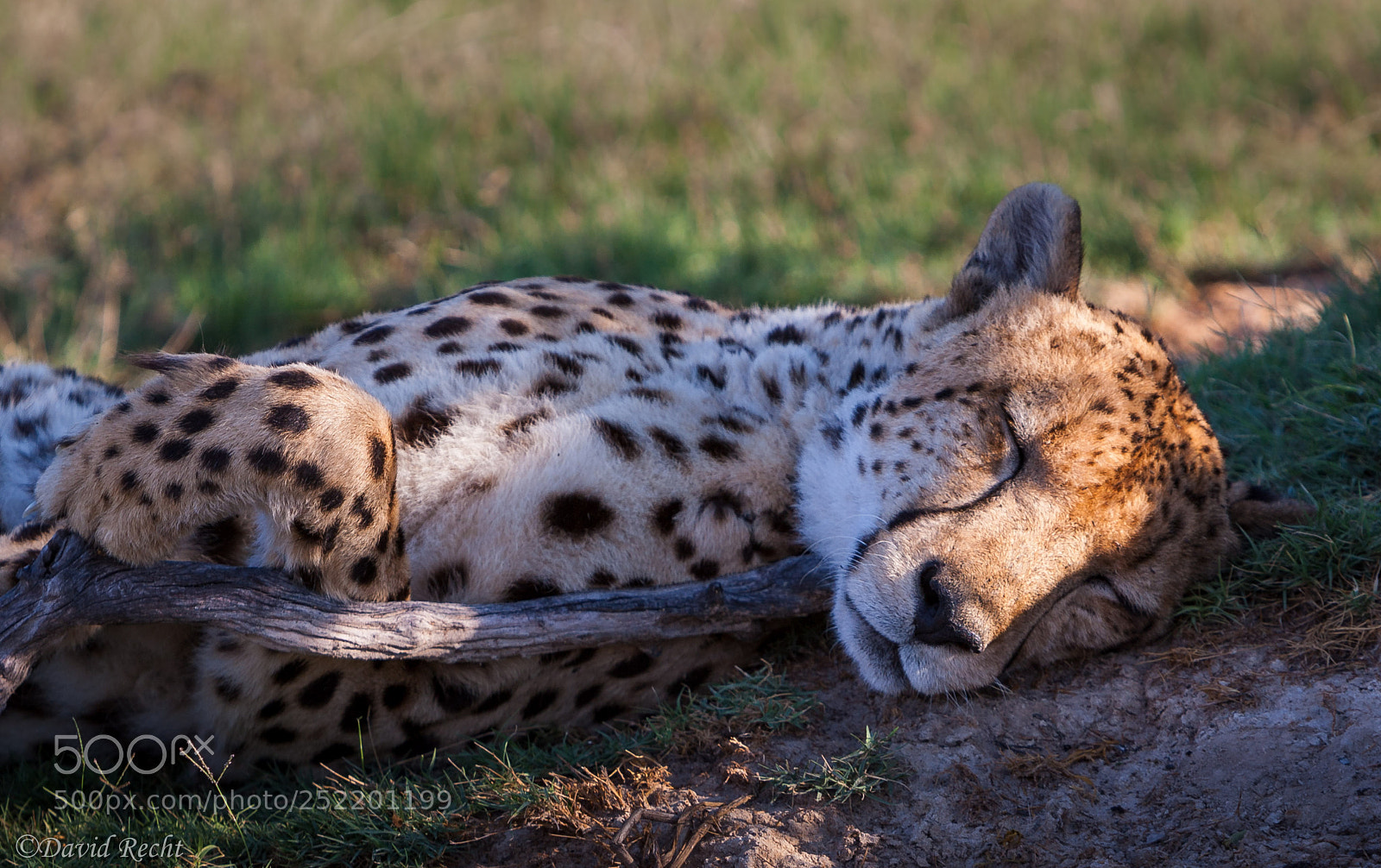 Canon EOS-1D Mark III sample photo. Sleeping cats photography