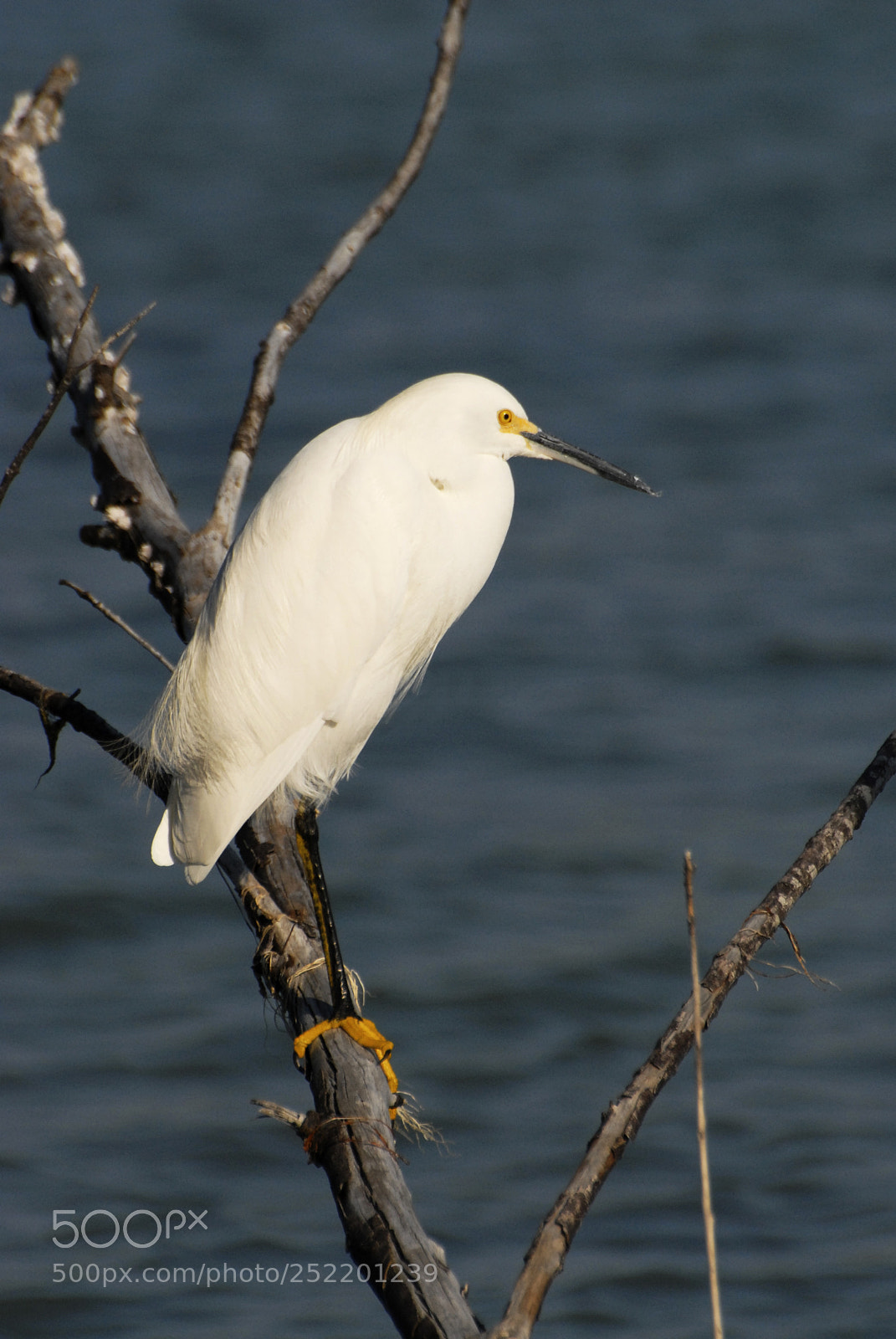 Nikon D200 sample photo. Egret at stump pass photography