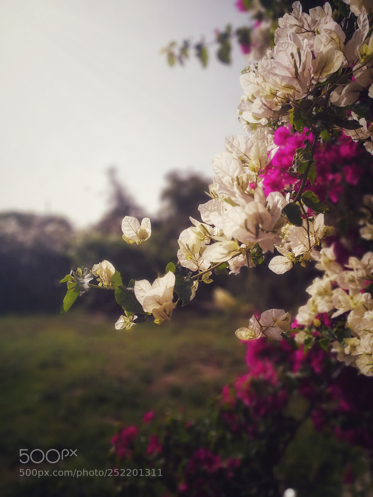 HUAWEI Mate 10 Pro sample photo. .. photography