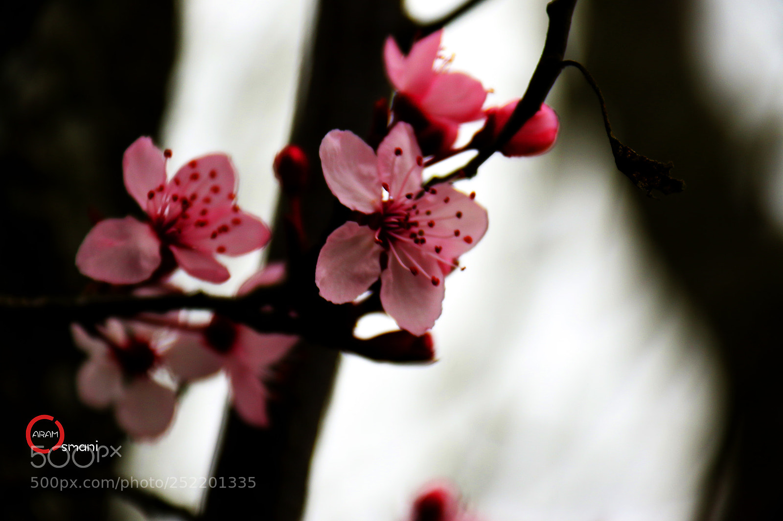 Canon EOS 7D Mark II sample photo. Ca photography