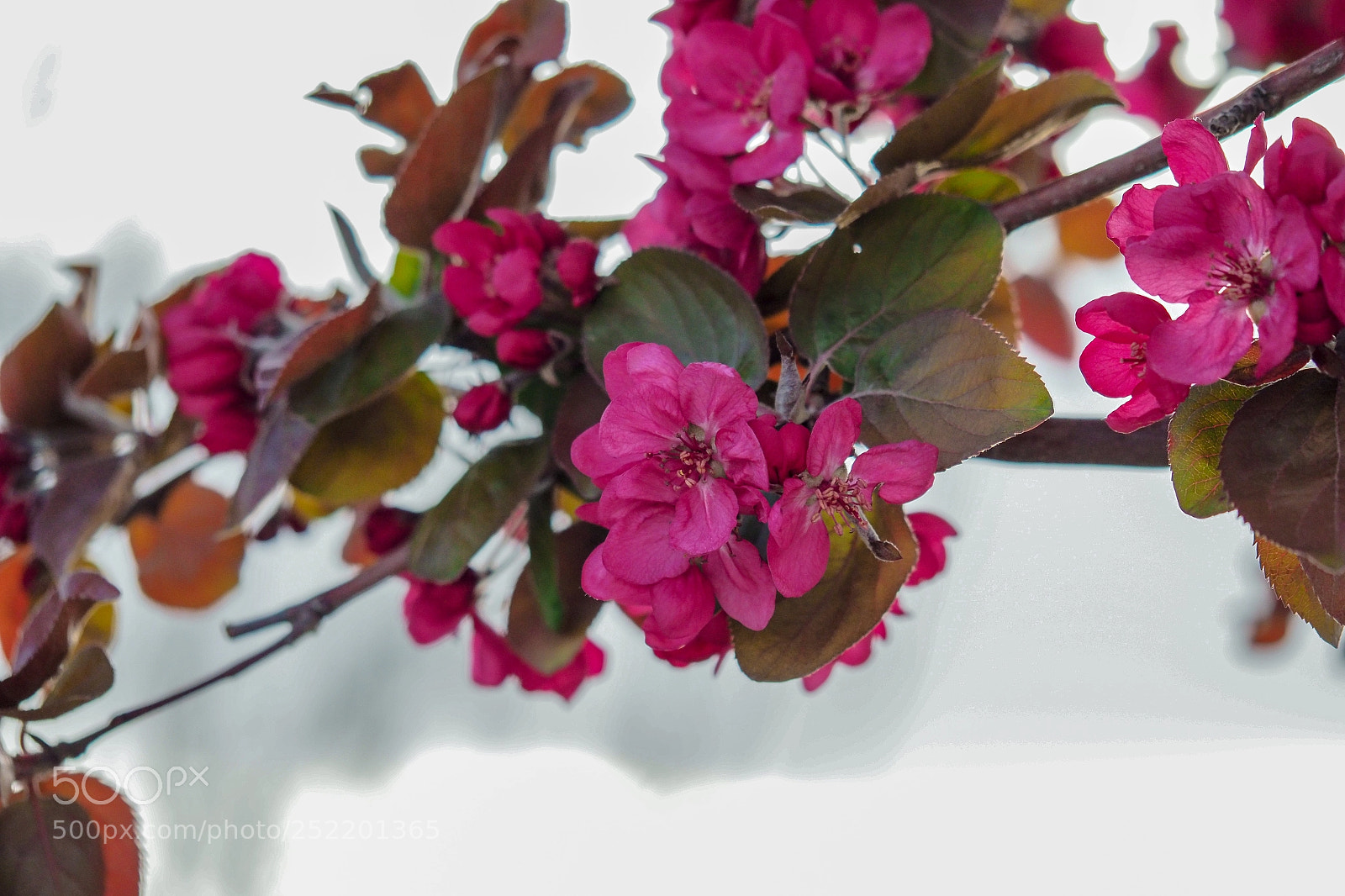 Olympus OM-D E-M1 Mark II sample photo. Olympus digital camera photography