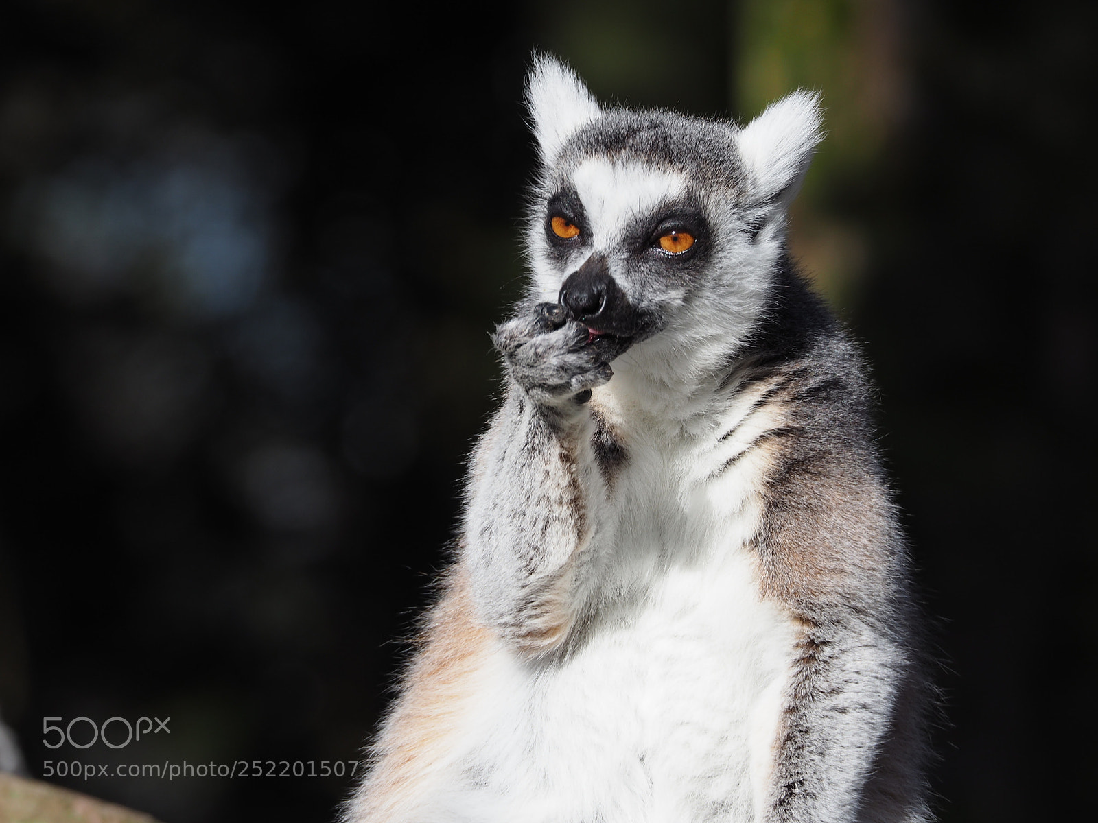 Olympus OM-D E-M5 II sample photo. Ring-tailed lemur grooming at photography