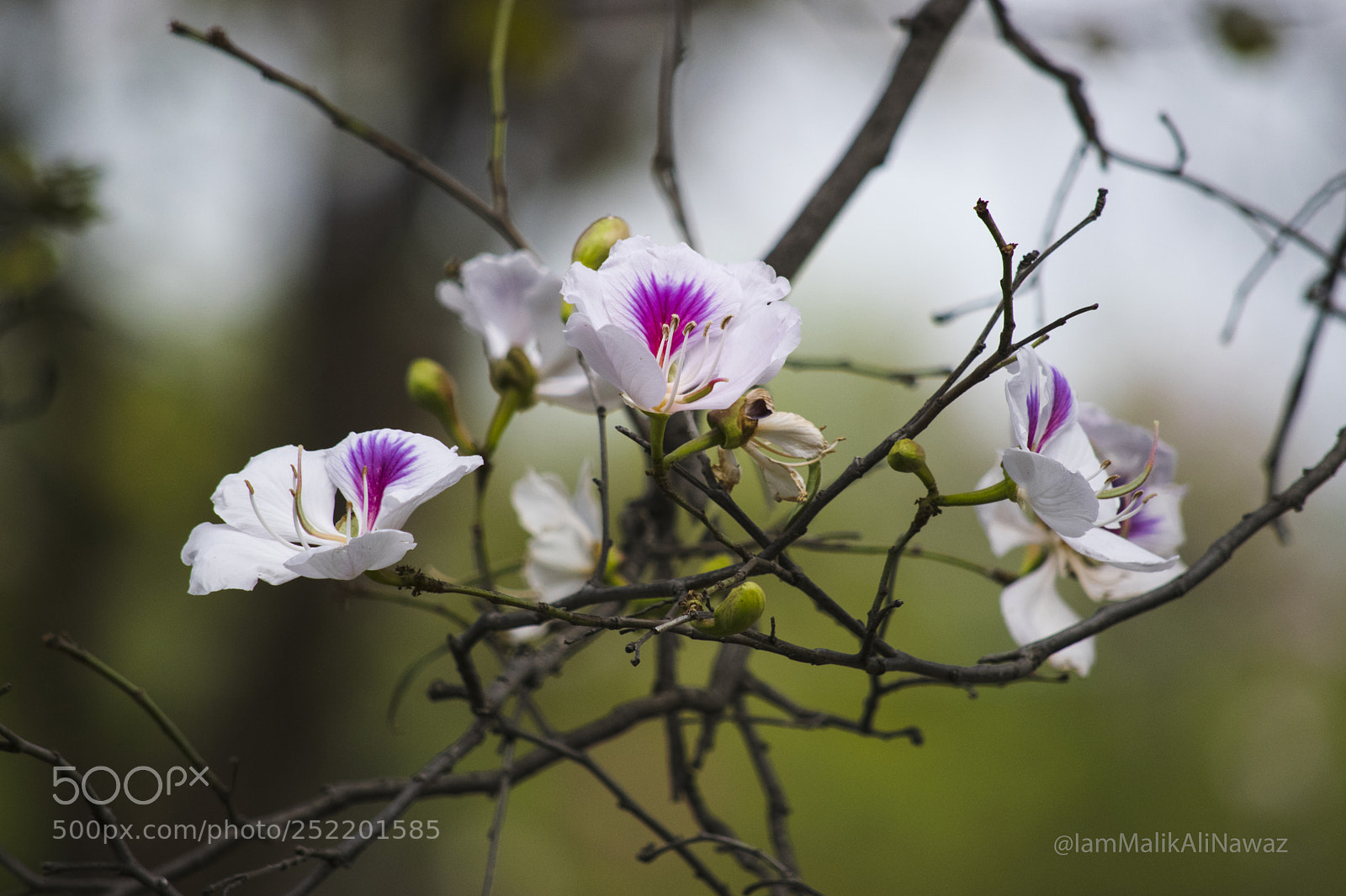 Nikon D3300 sample photo. Spring is here! photography