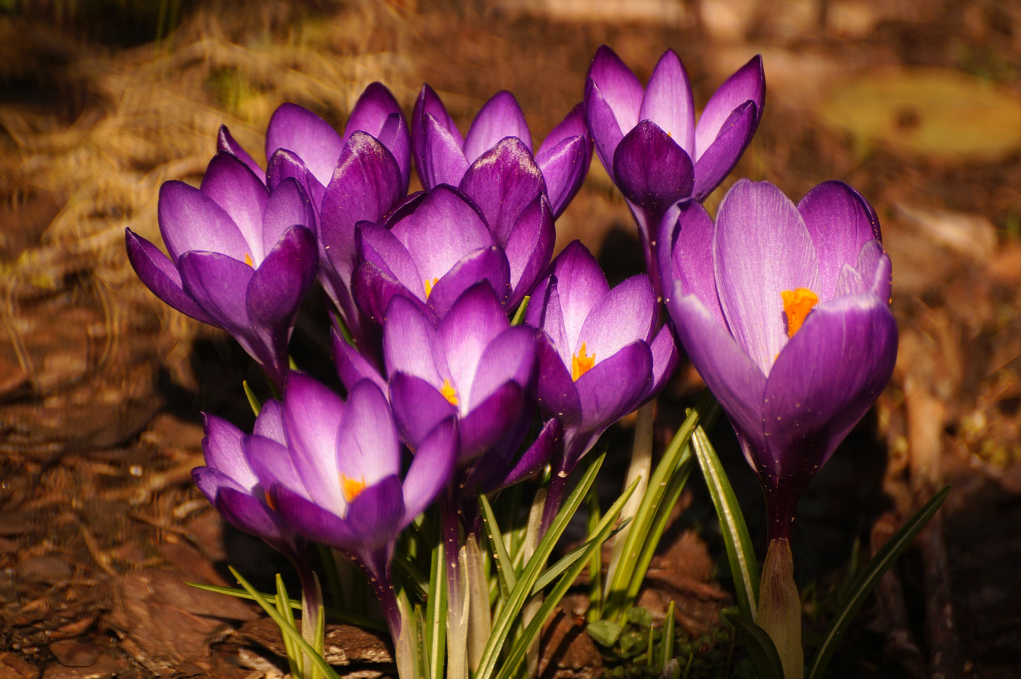 Sony DT 55-300mm F4.5-5.6 SAM sample photo. Crocus vernus photography