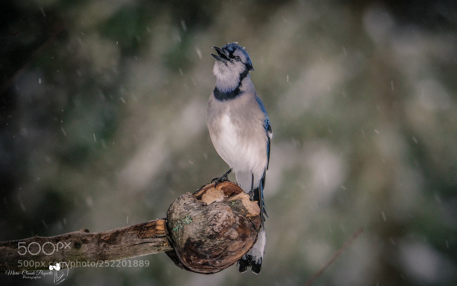 Nikon D500 sample photo. Geai bleu photography