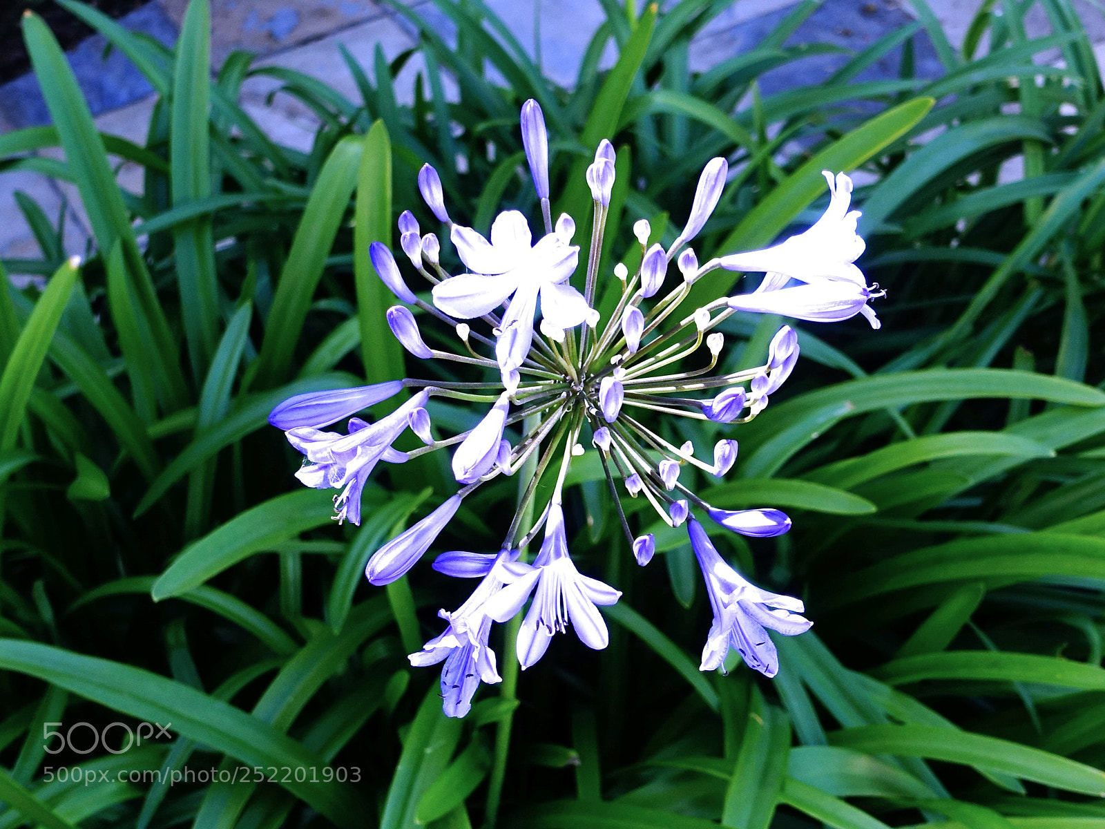 Sony Cyber-shot DSC-RX100 III sample photo. Blooming lilly photography